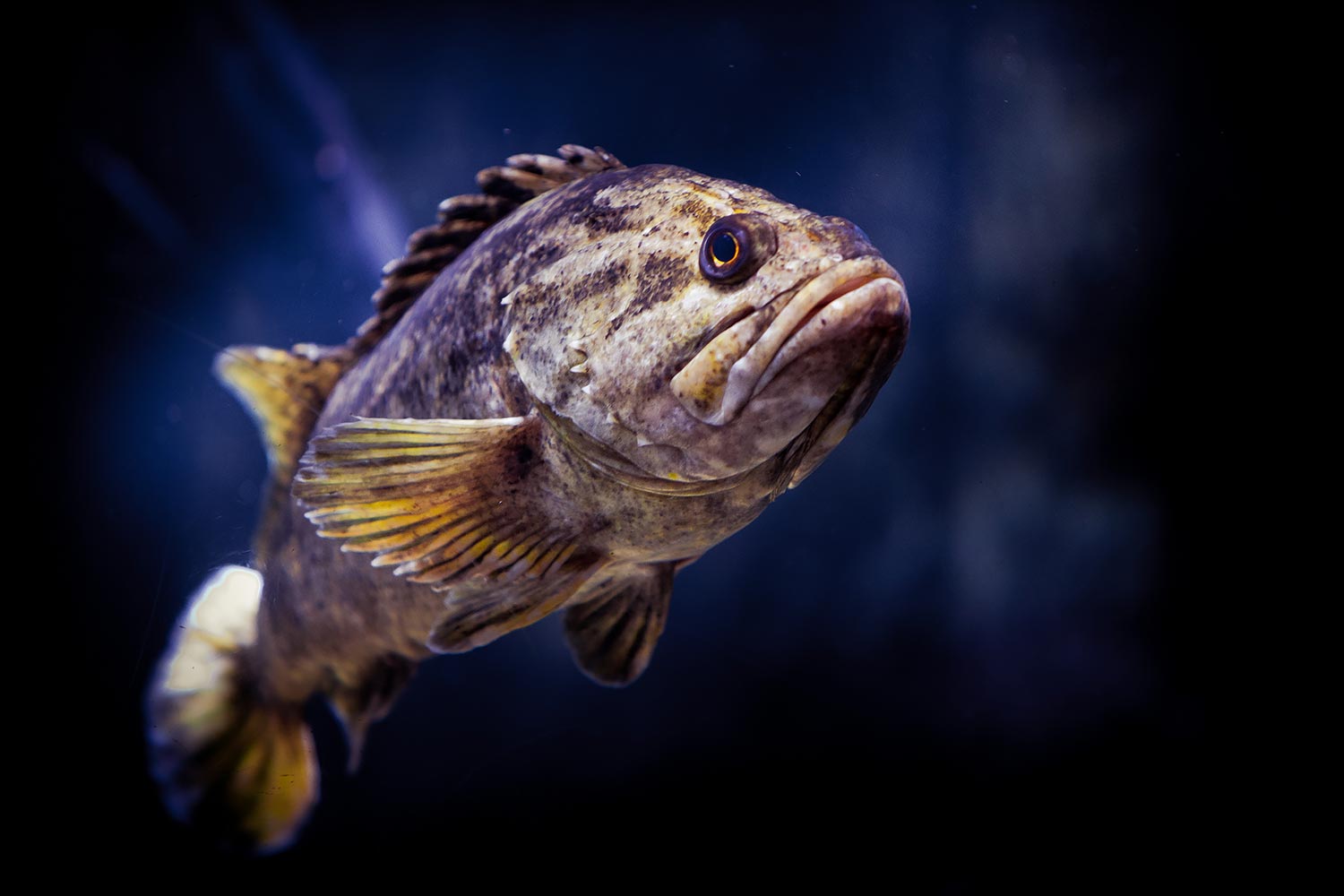 Long Beach Aquarium of the Pacific | Stephen Grant Photography