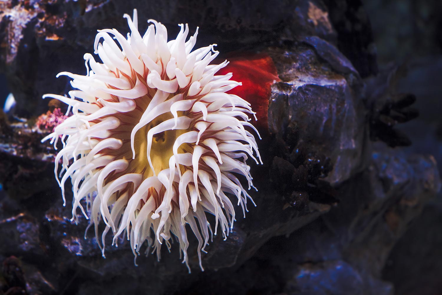 Long Beach Aquarium of the Pacific | Stephen Grant Photography