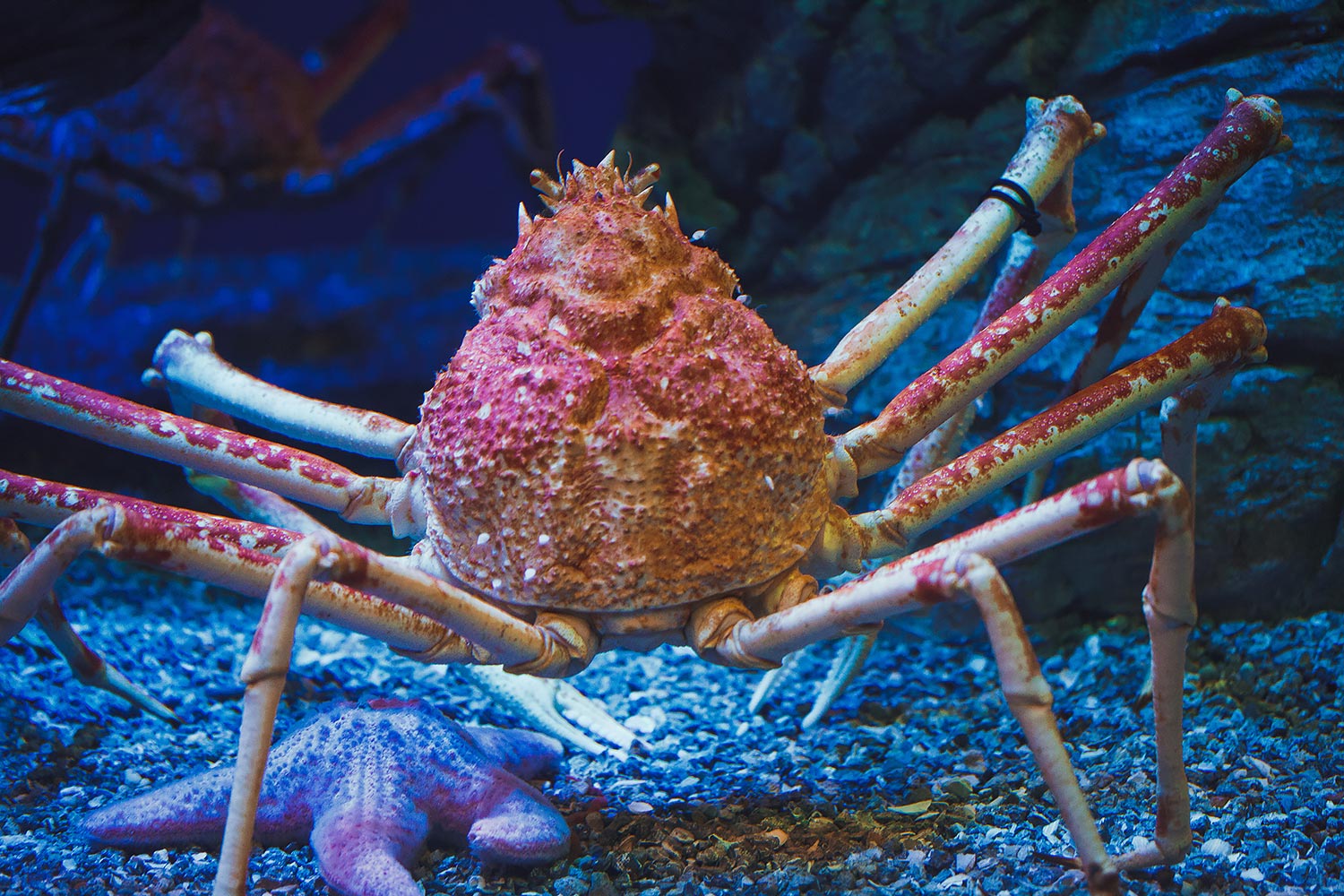 Long Beach Aquarium of the Pacific | Stephen Grant Photography