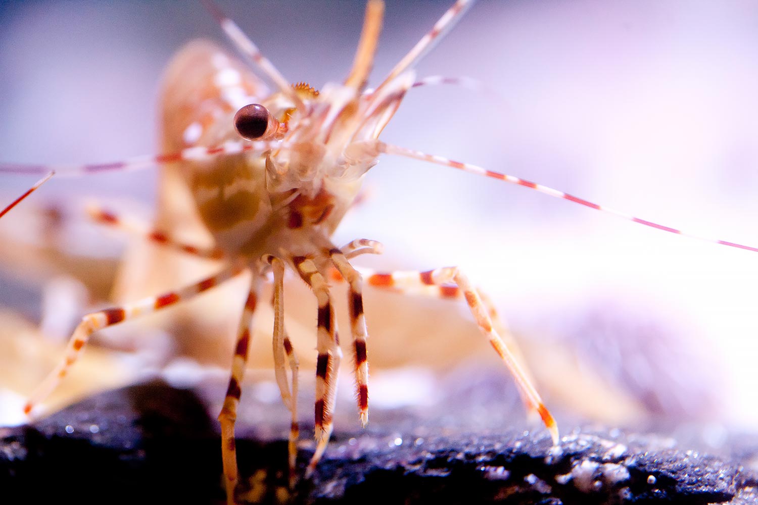 Long Beach Aquarium of the Pacific | Stephen Grant Photography