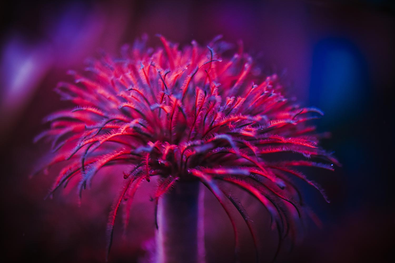 Long Beach Aquarium of the Pacific | Stephen Grant Photography