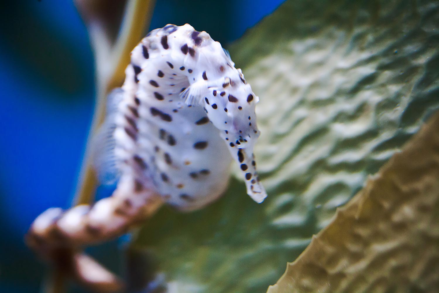 Long Beach Aquarium of the Pacific | Stephen Grant Photography