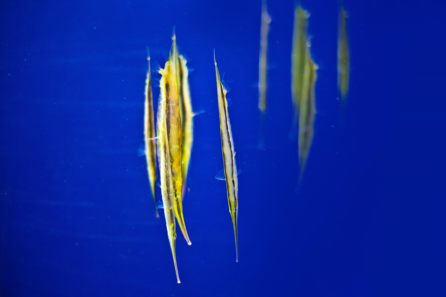 Long Beach Aquarium of the Pacific | Stephen Grant Photography