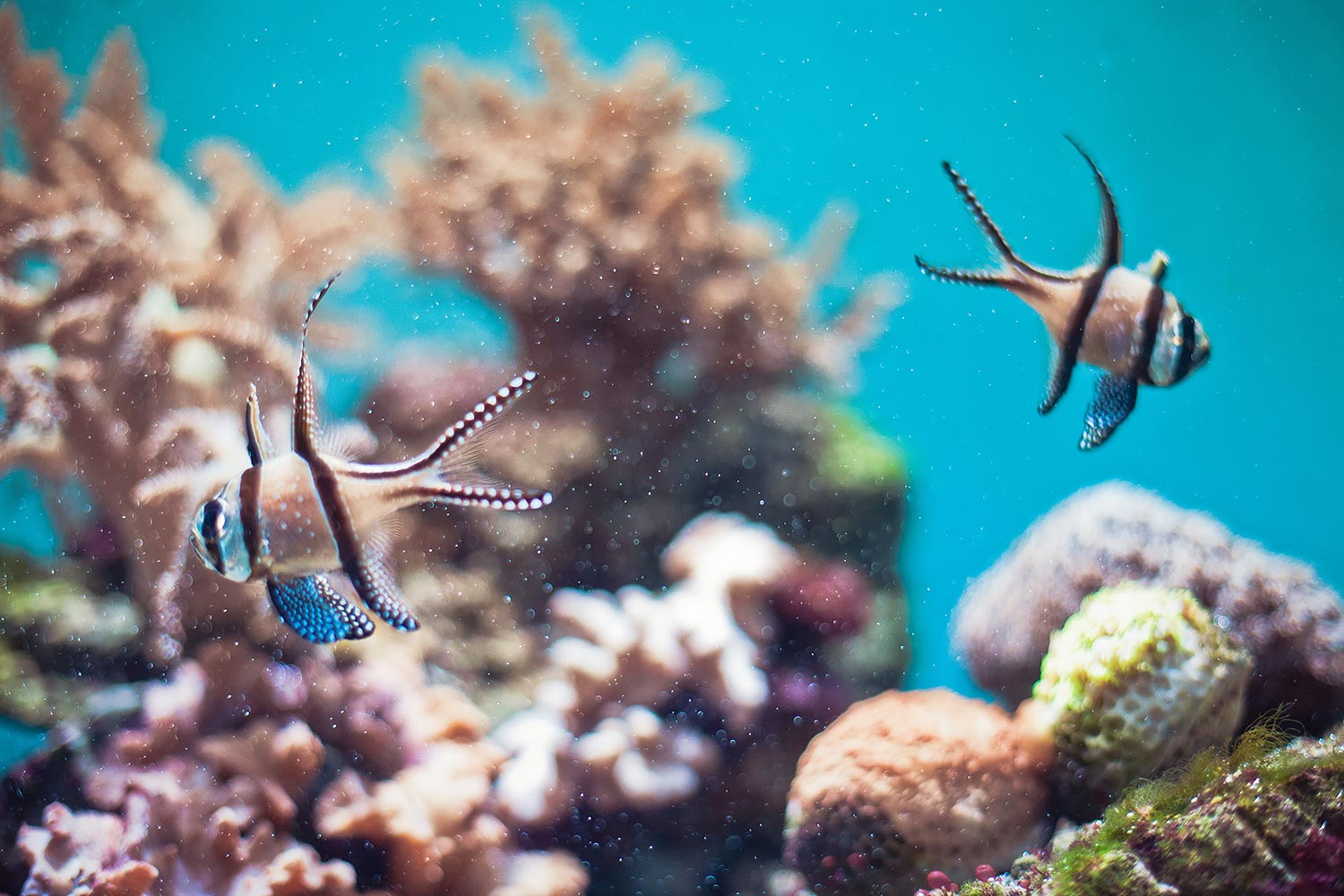 Long Beach Aquarium of the Pacific | Stephen Grant Photography