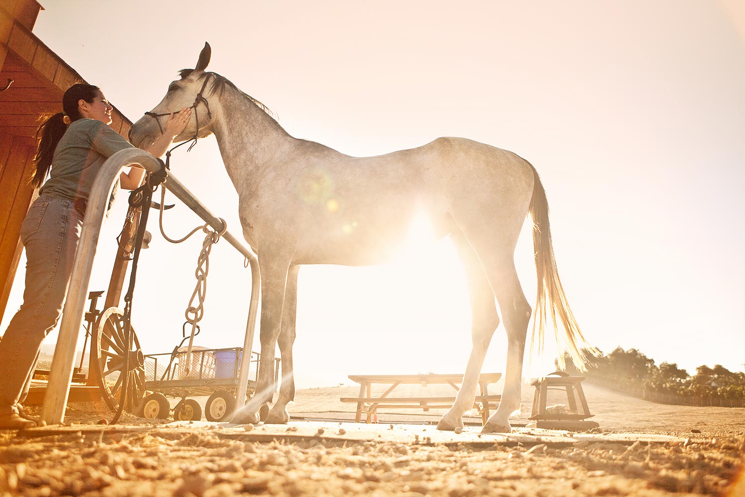 Equestrian Portraits | Stephen Grant Photography