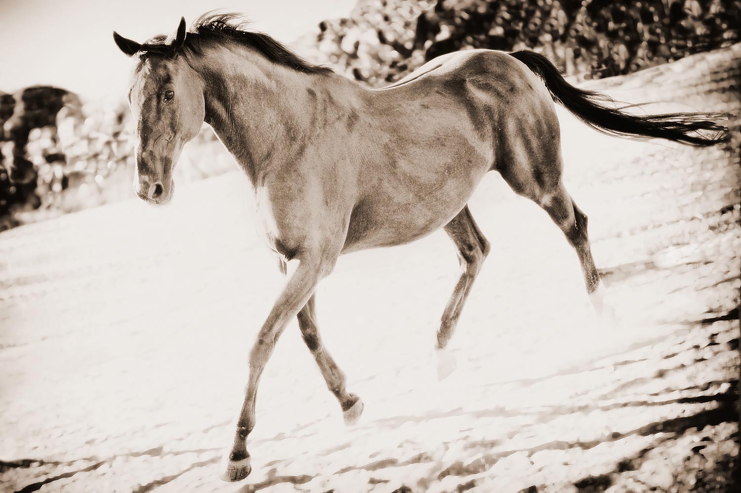 Equestrian Portraits | Stephen Grant Photography