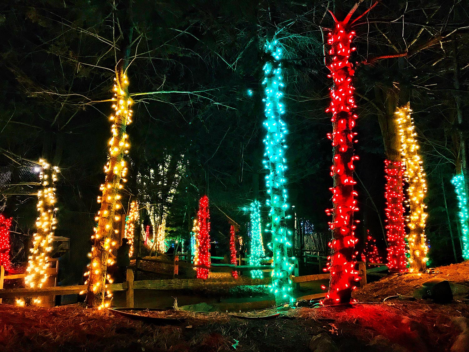 Stone Zoo Holiday ZooLights | Stephen Grant Photography