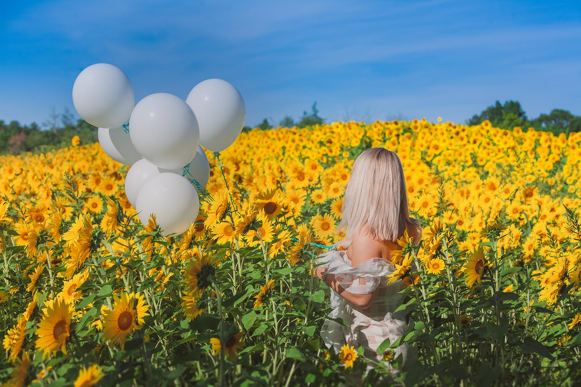 Colby Farm Sunflower Portrait Photographer | Stephen Grant Photography