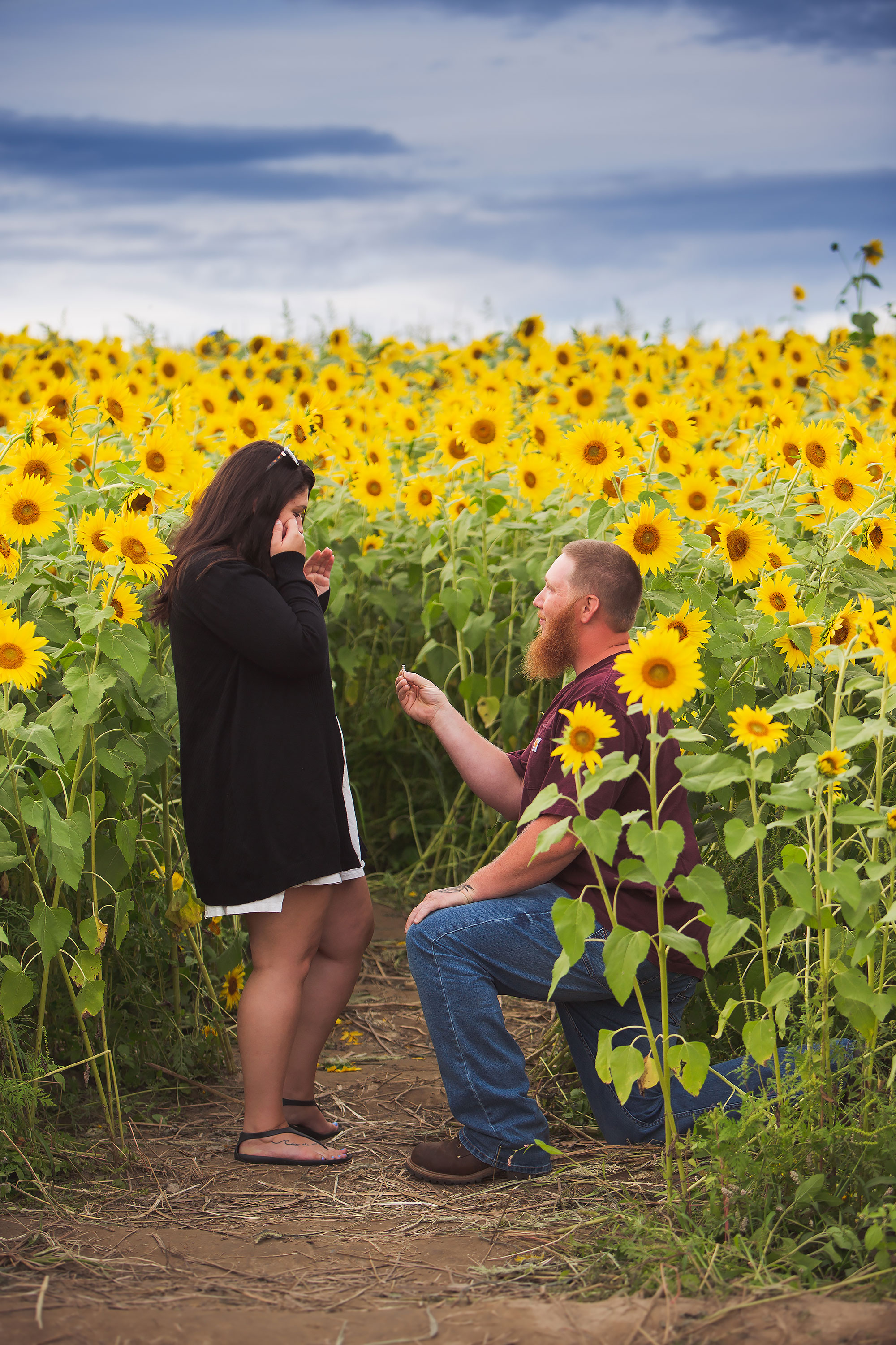 Colby Farm Sunflower Engagement | Stephen Grant Photography