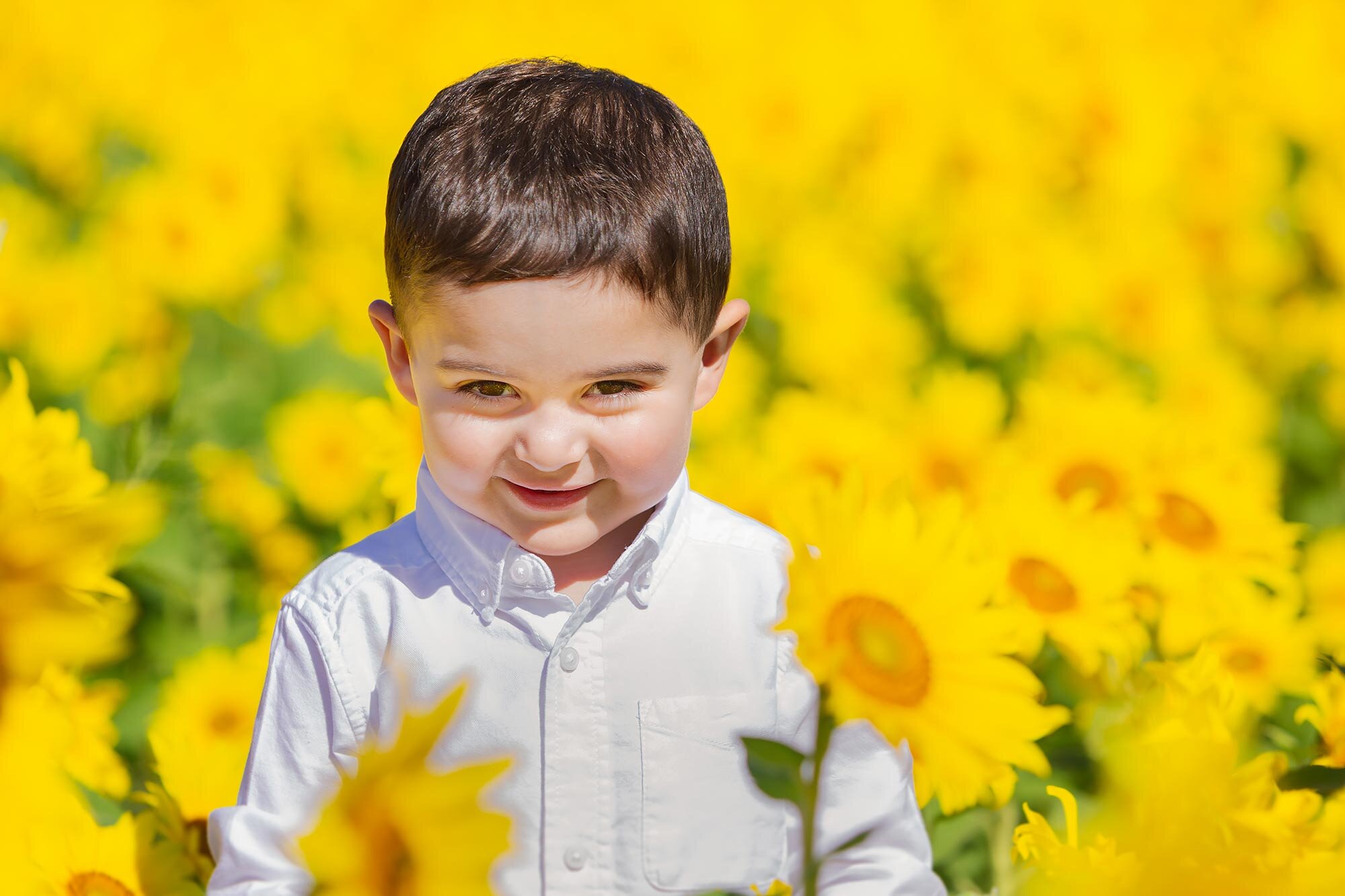 Colby Farm Sunflower Mini Session | Stephen Grant Photography