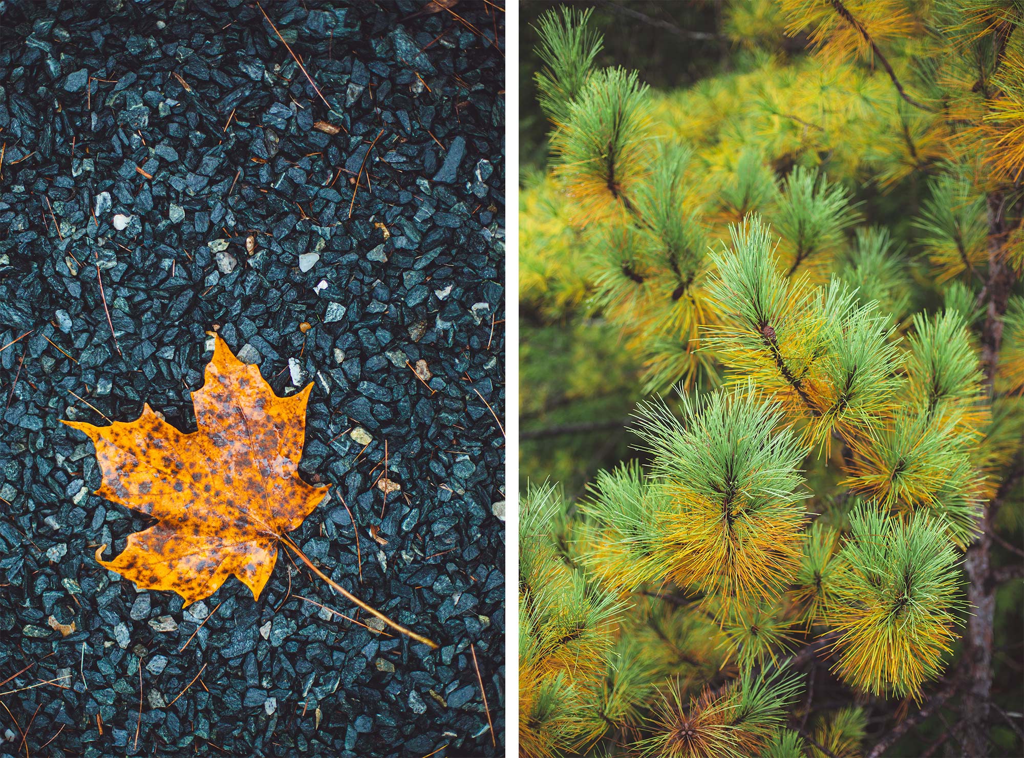 Boston Fall Foliage | Stephen Grant Photography