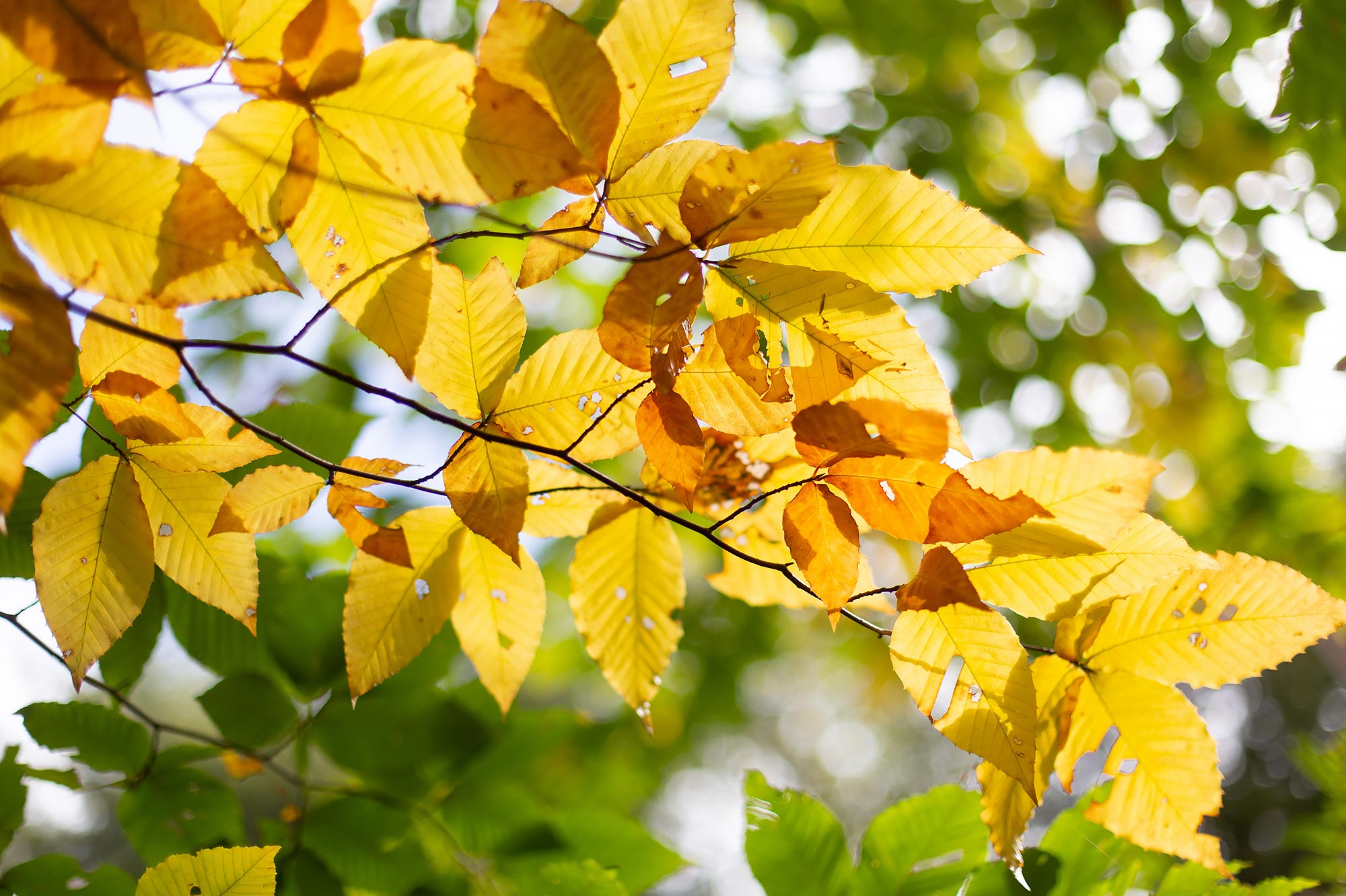 Fall Foliage Family Portrait | Stephen Grant Photography