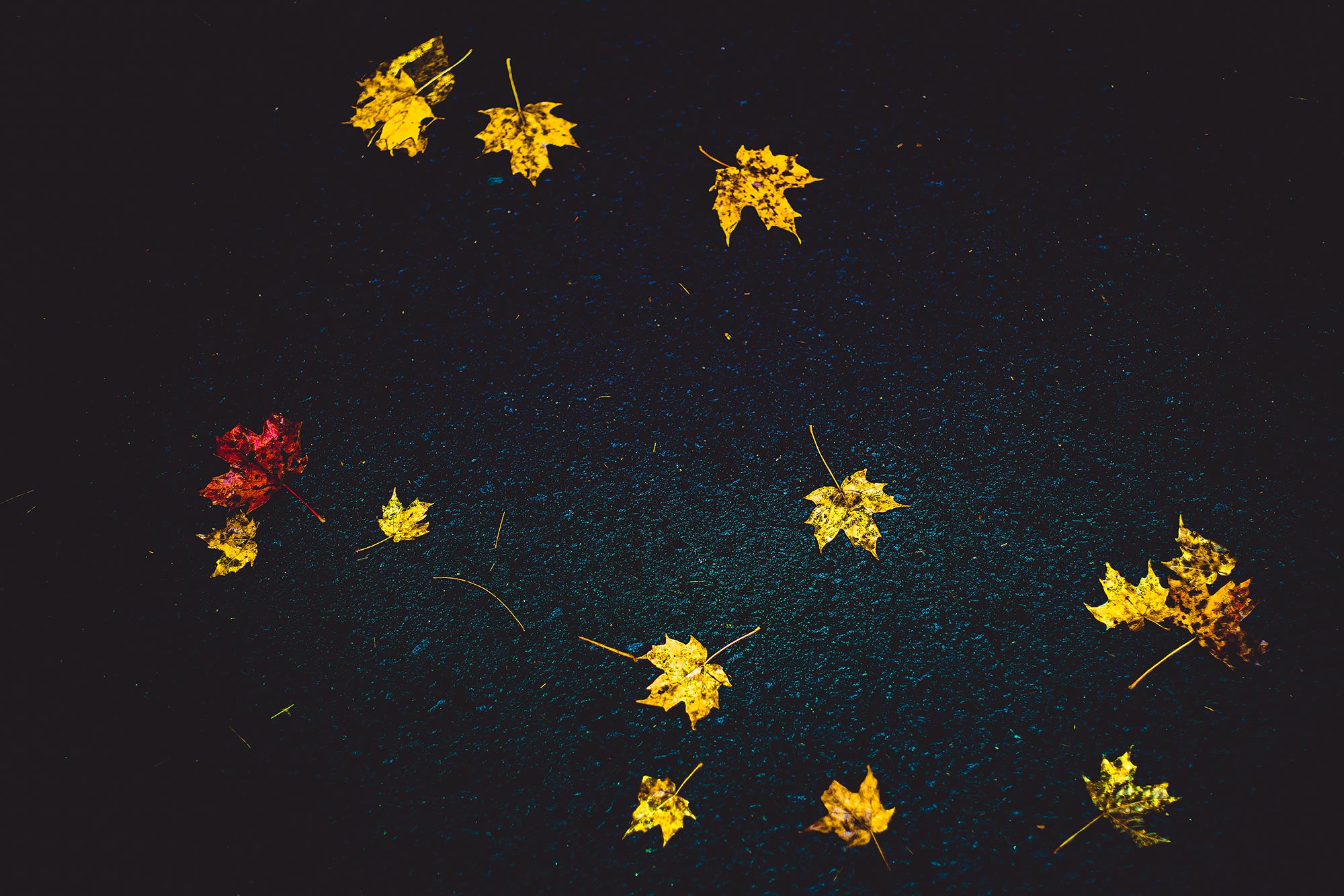 Boston Fall Foliage | Stephen Grant Photography