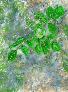 orchard010 FW.jpg