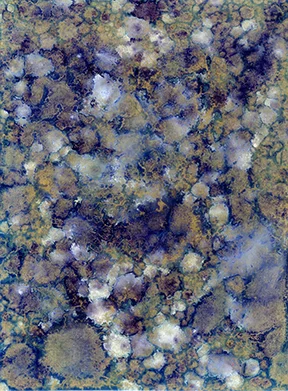 orchard012 FW.jpg