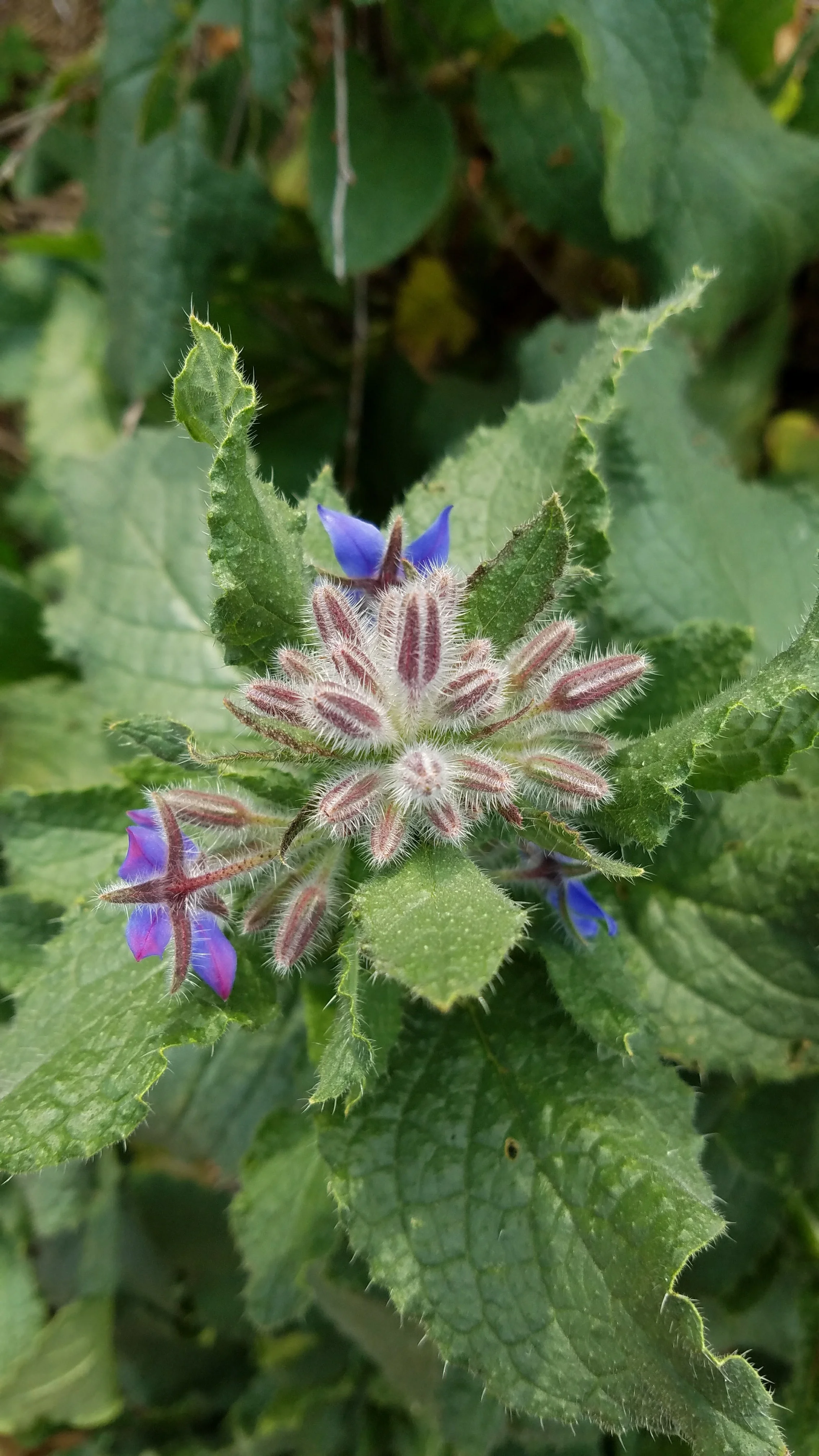 Borage - prolific blooms taste like cucumber