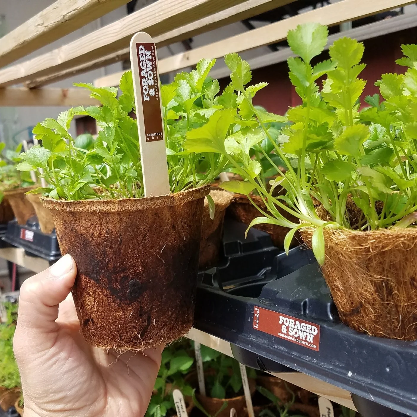 Bio-degradable coir pots and wooden tags for less waste and better plant health