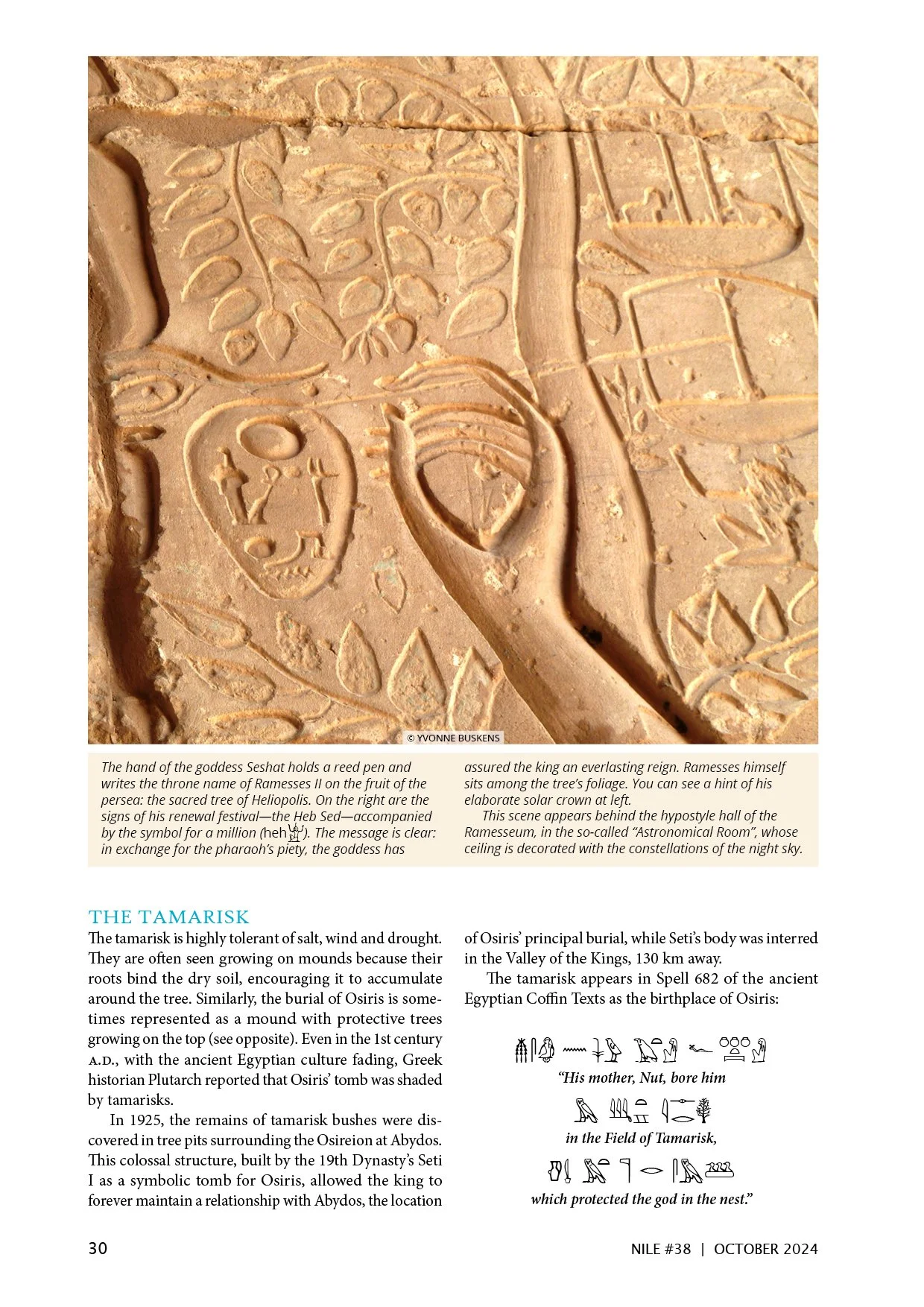 Nile 38, Trees 4.jpg