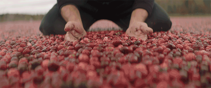 Cranberry2.gif