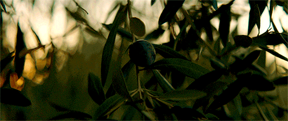 Olive_Leaf_LR.gif