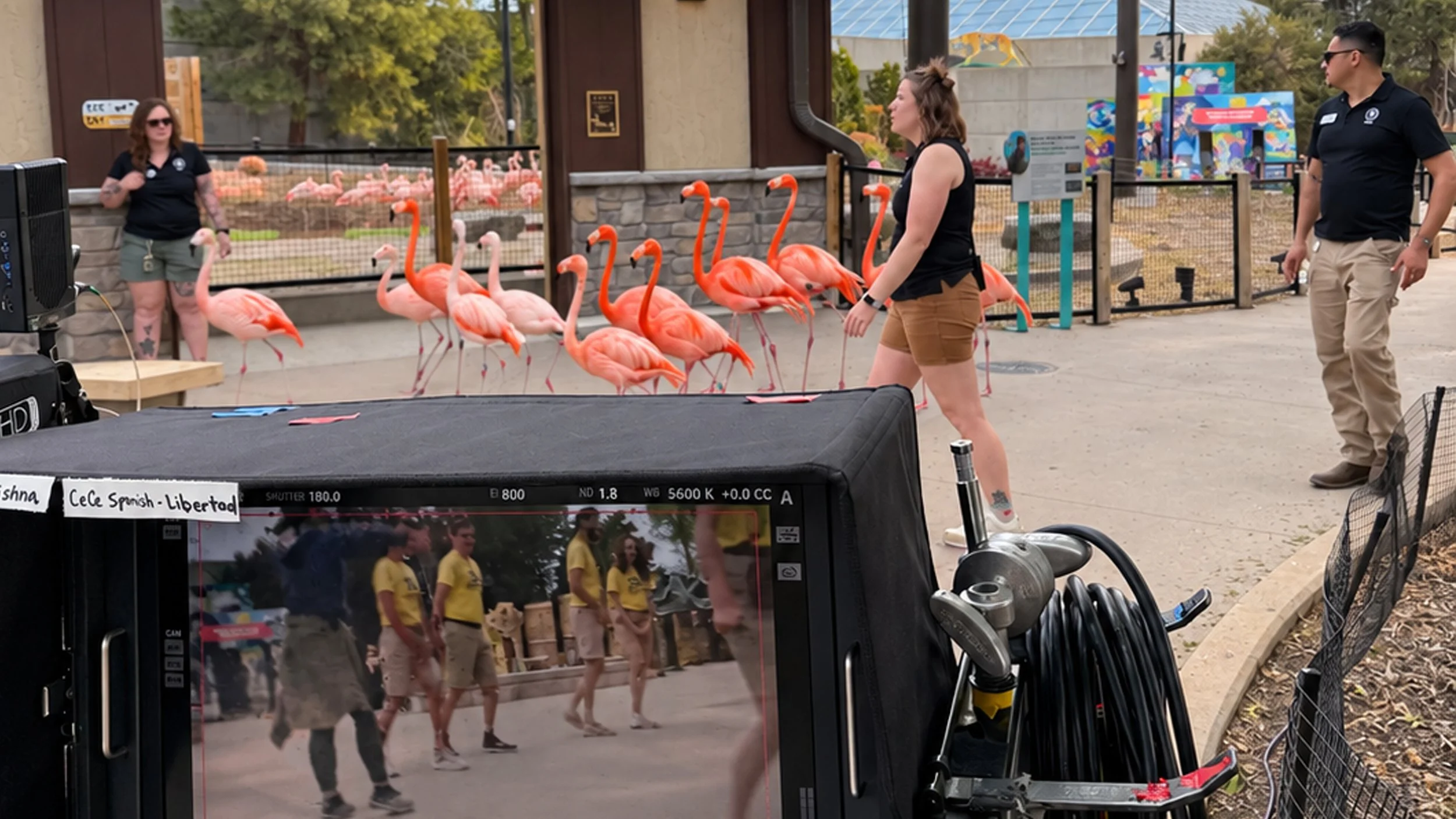 BTS_FlamingoWalk.jpg
