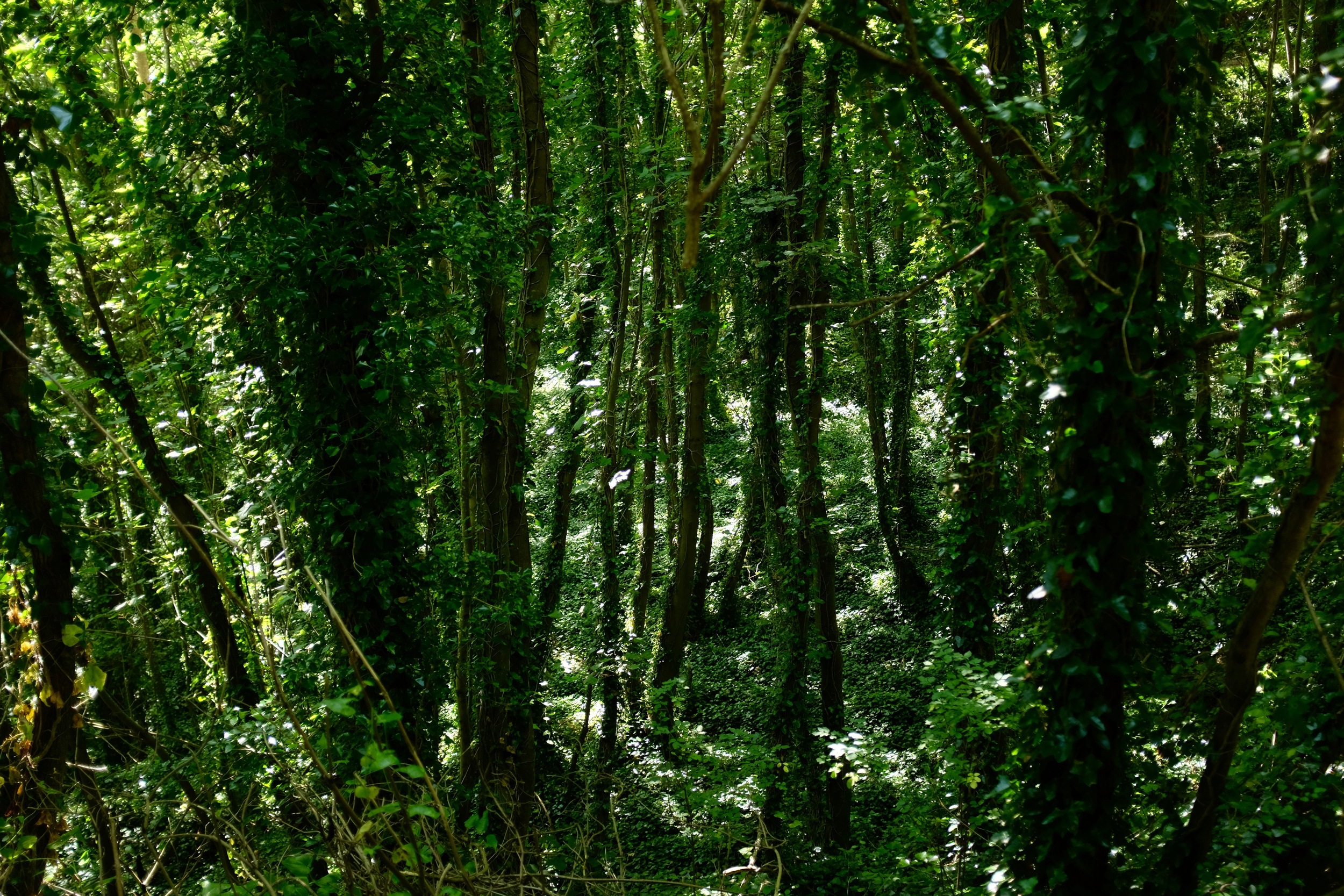 DSCF3233.jpg