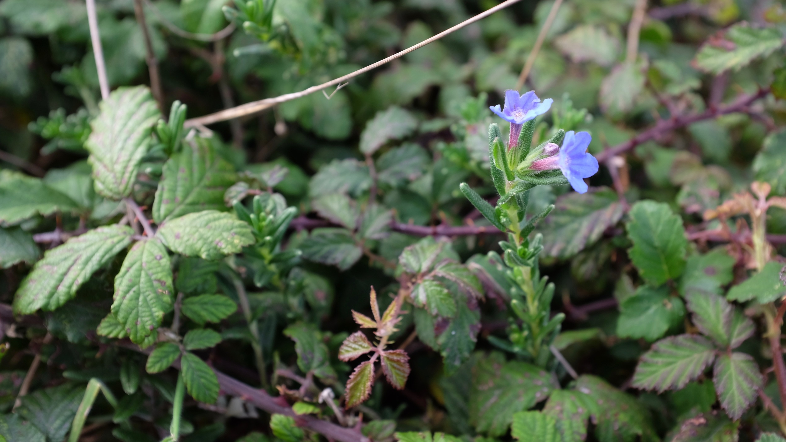DSCF5575.jpg