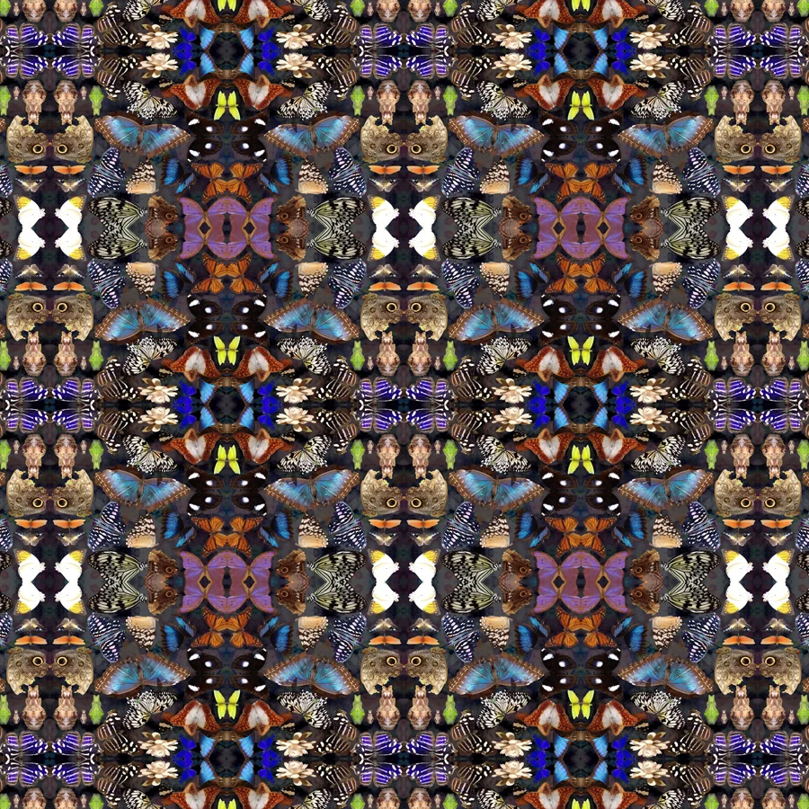 BUTTERFLY_DARK2_LF_LARGE_SAMPLE_24X24.jpg