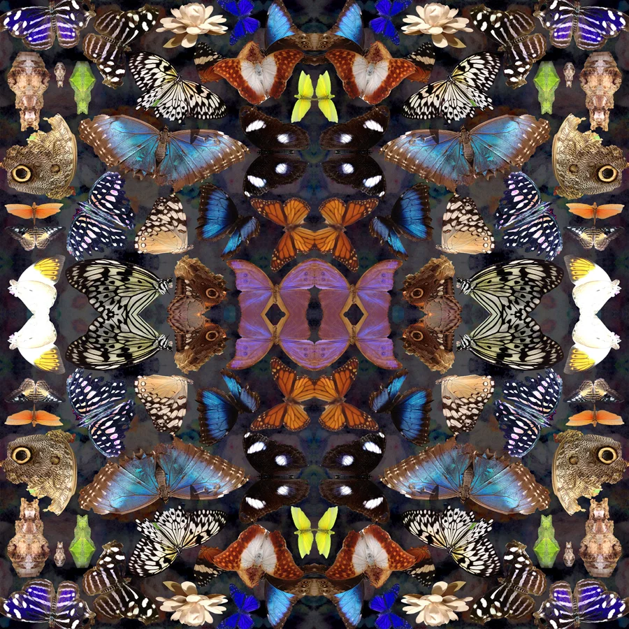 BUTTERFLY - DARK