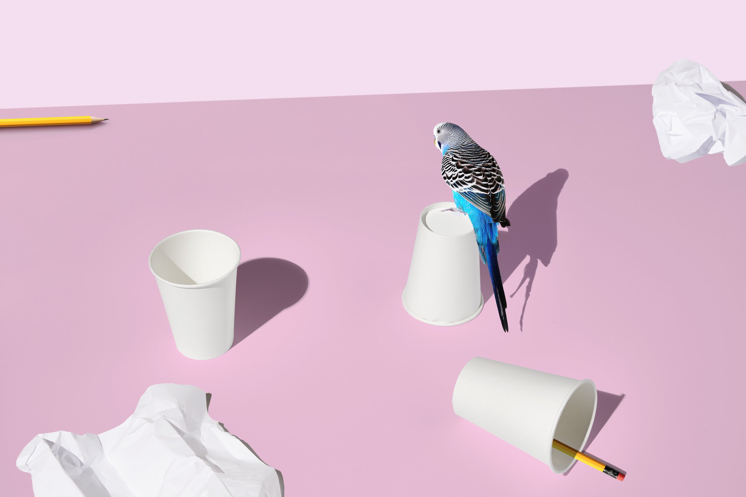 Office Bird    SOLD  