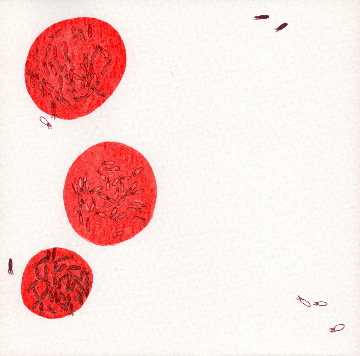 CELLULE.-ROSSO.-2.jpg