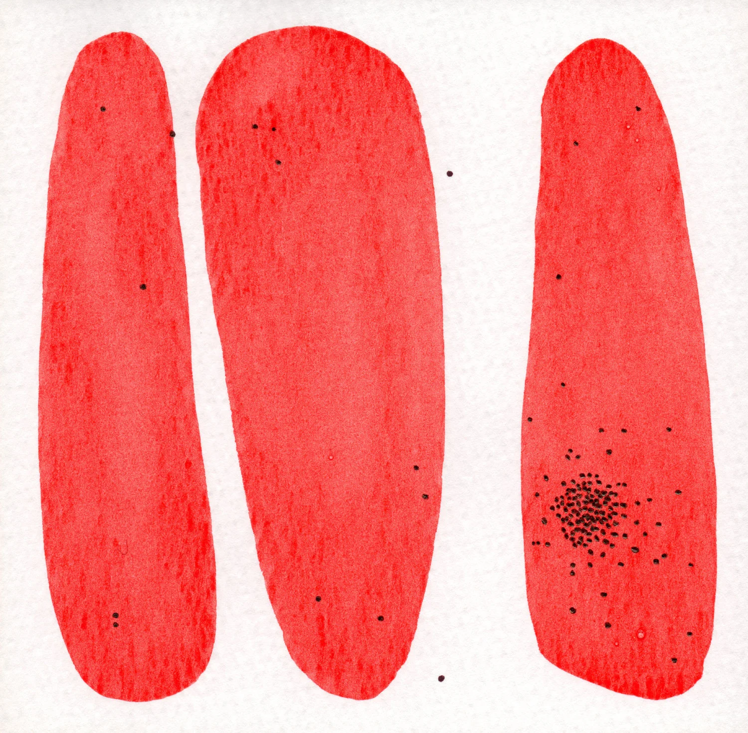 CELLULE.-ROSSO.--7.jpg
