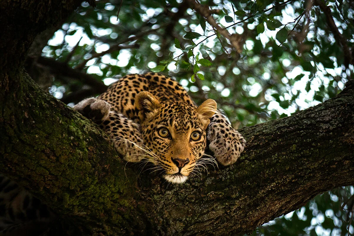 Leopard Stare