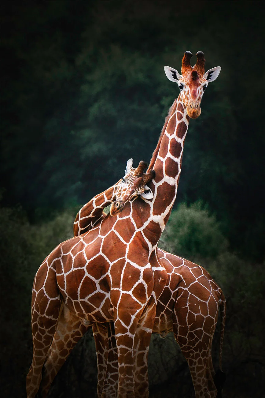 Giraffe Love