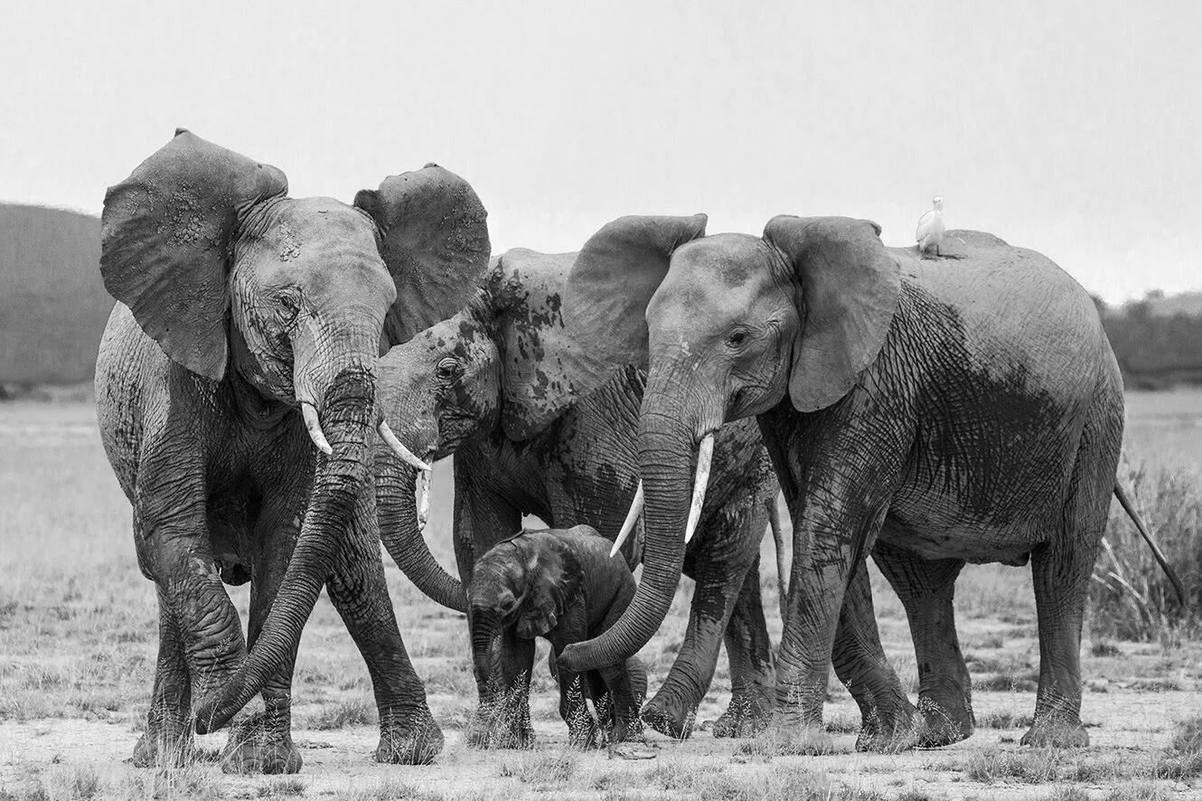 Elephant Family