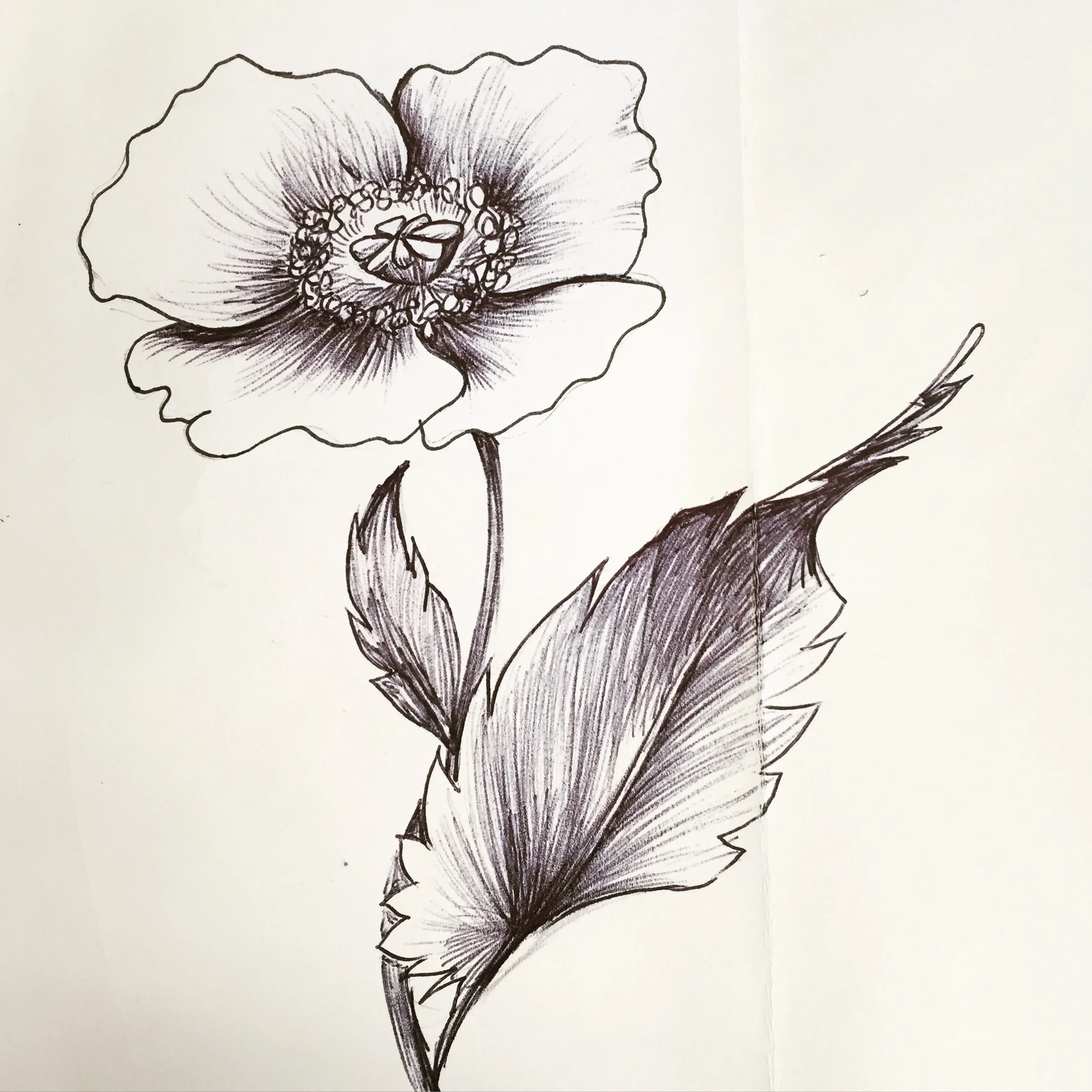 Day 74. Poppy flower.