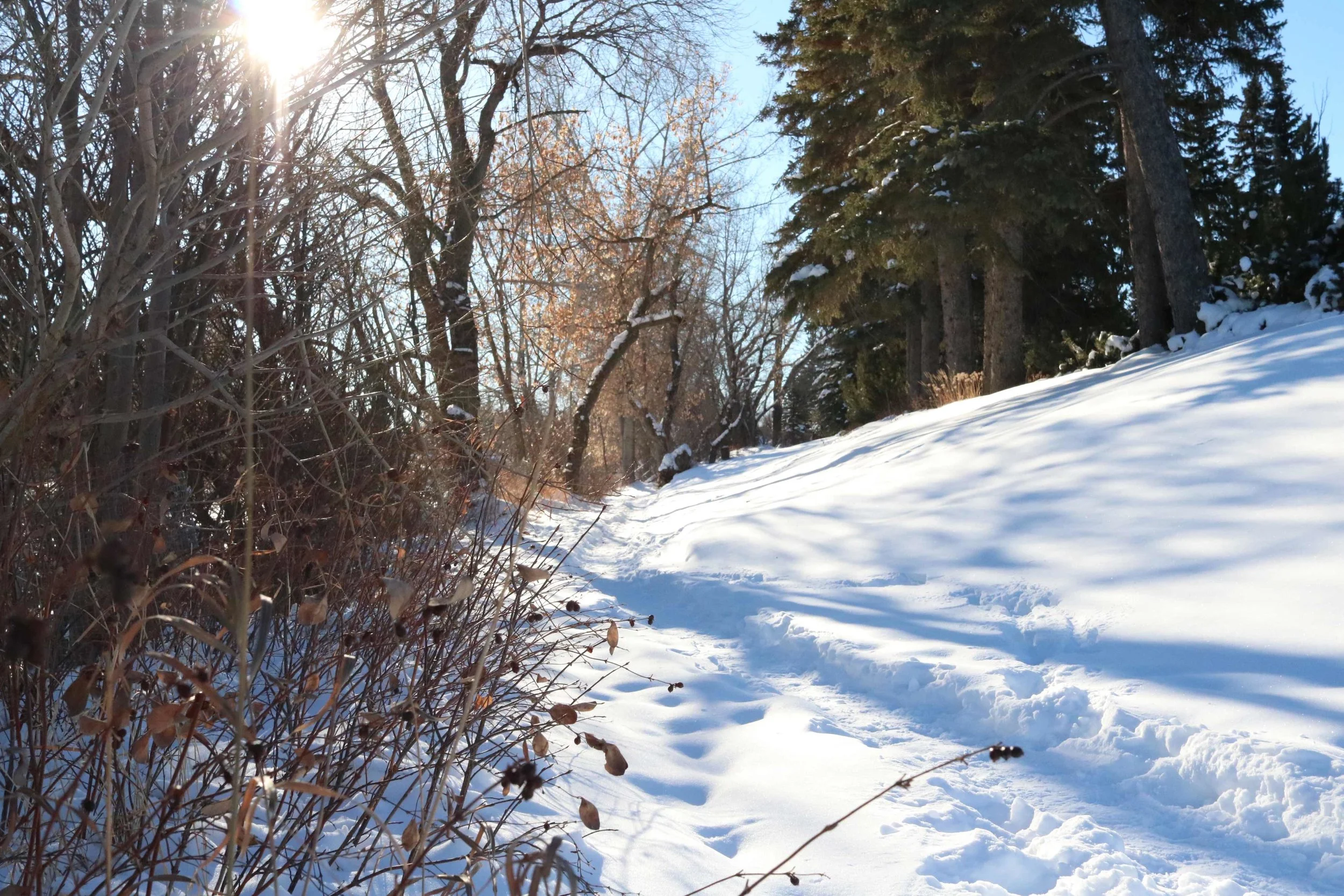 IMG_1171.jpg