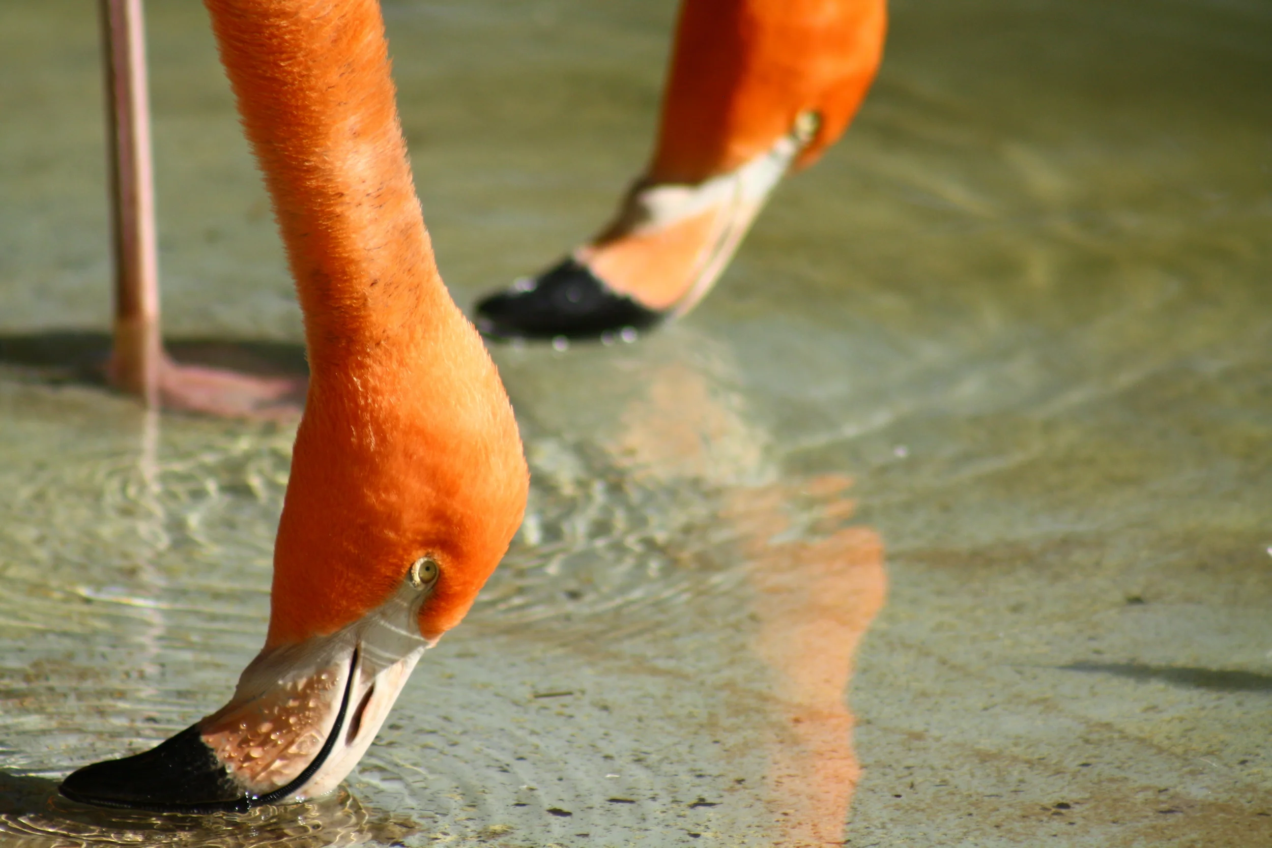  Flamingos quench their thirst and take in the sun&nbsp;at the San Diego Zoo. 