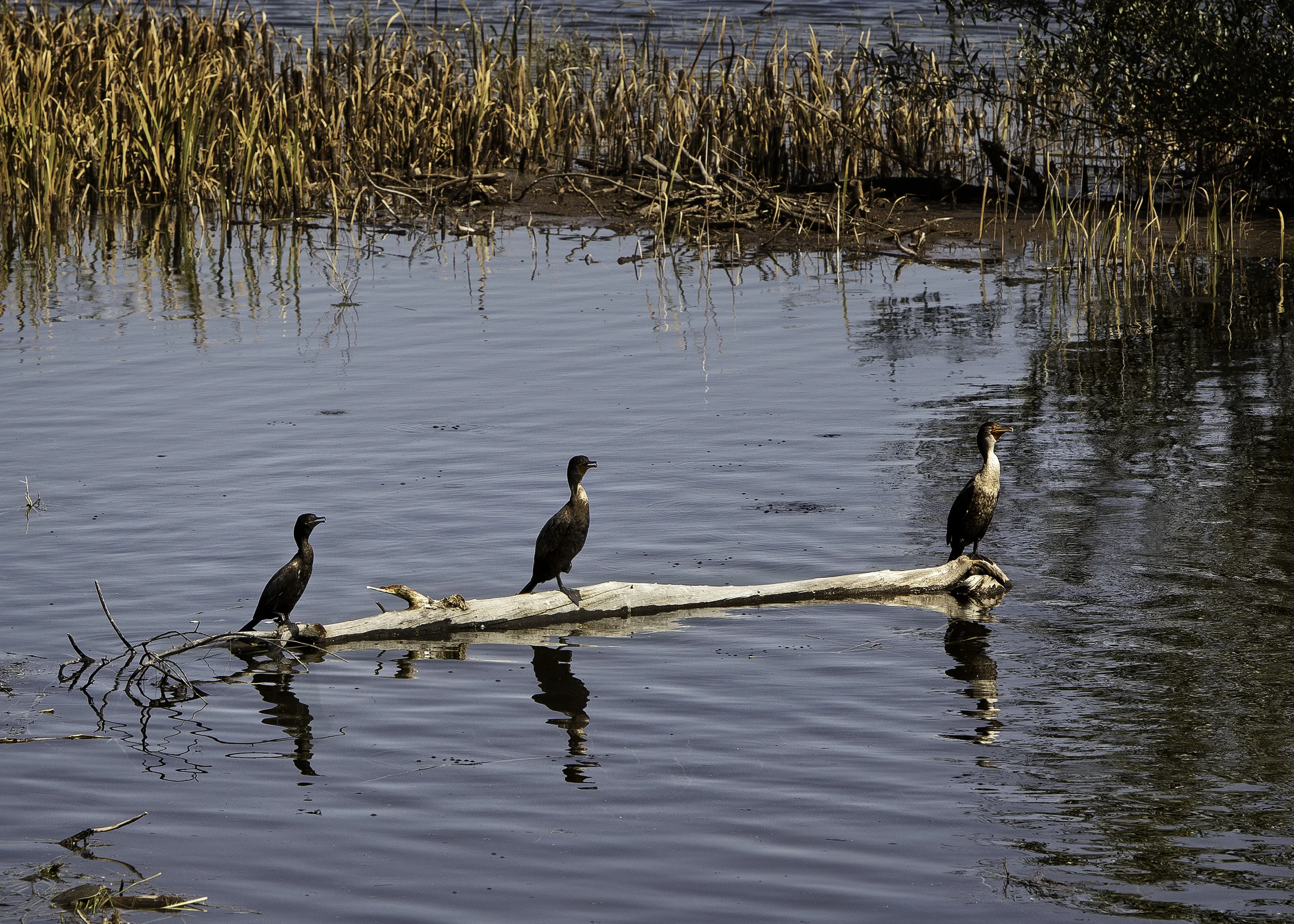 &nbsp; &nbsp; &nbsp; &nbsp; &nbsp; &nbsp; &nbsp; &nbsp; &nbsp; &nbsp; &nbsp; &nbsp; &nbsp; &nbsp; &nbsp; &nbsp; &nbsp; &nbsp; &nbsp; &nbsp; &nbsp; &nbsp; &nbsp; &nbsp; &nbsp; &nbsp; &nbsp; &nbsp; &nbsp; &nbsp; &nbsp; &nbsp; &nbsp; &nbsp; &nbsp; &nbs…