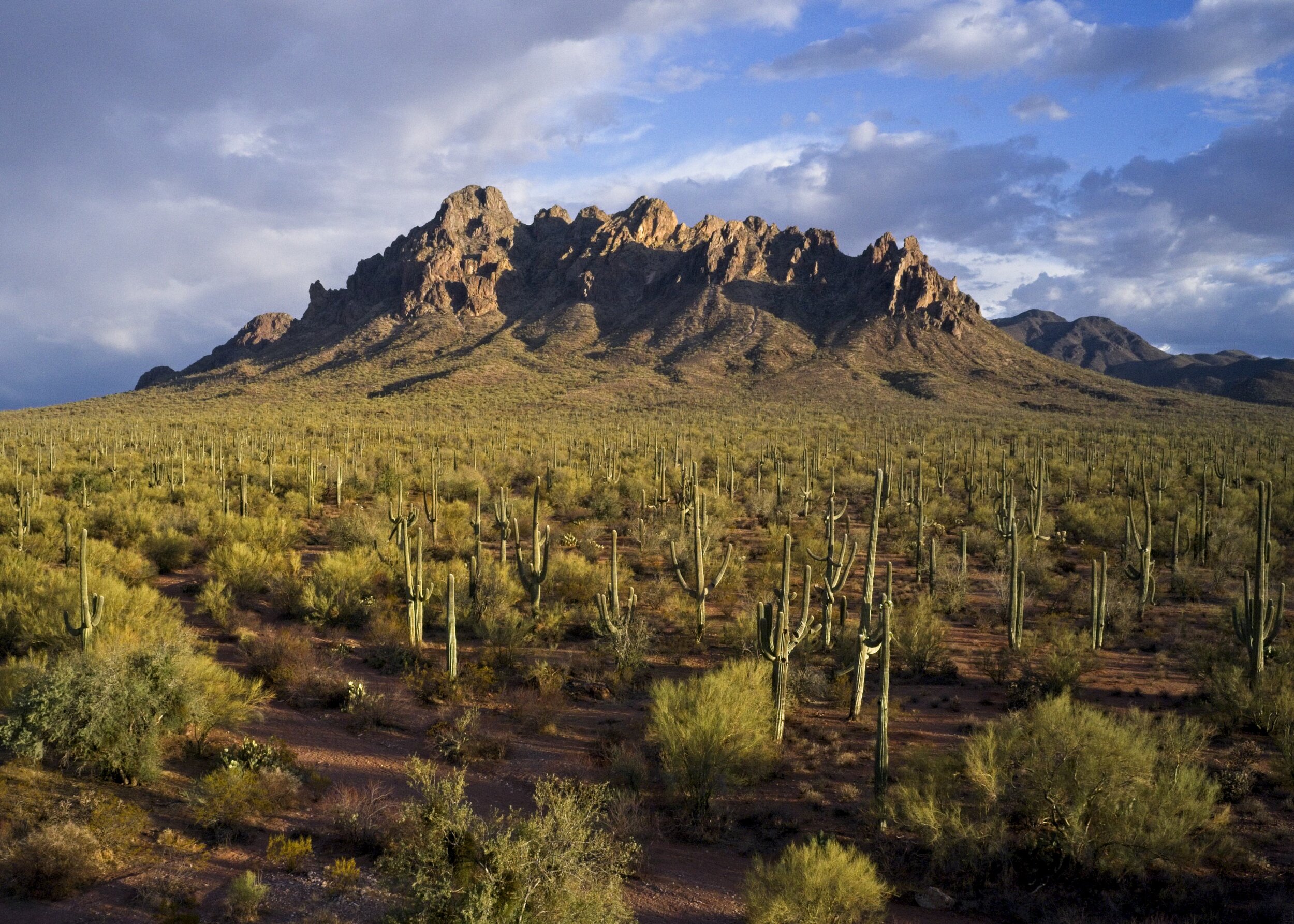 Ironwood National Monument, Central Arizona, USA