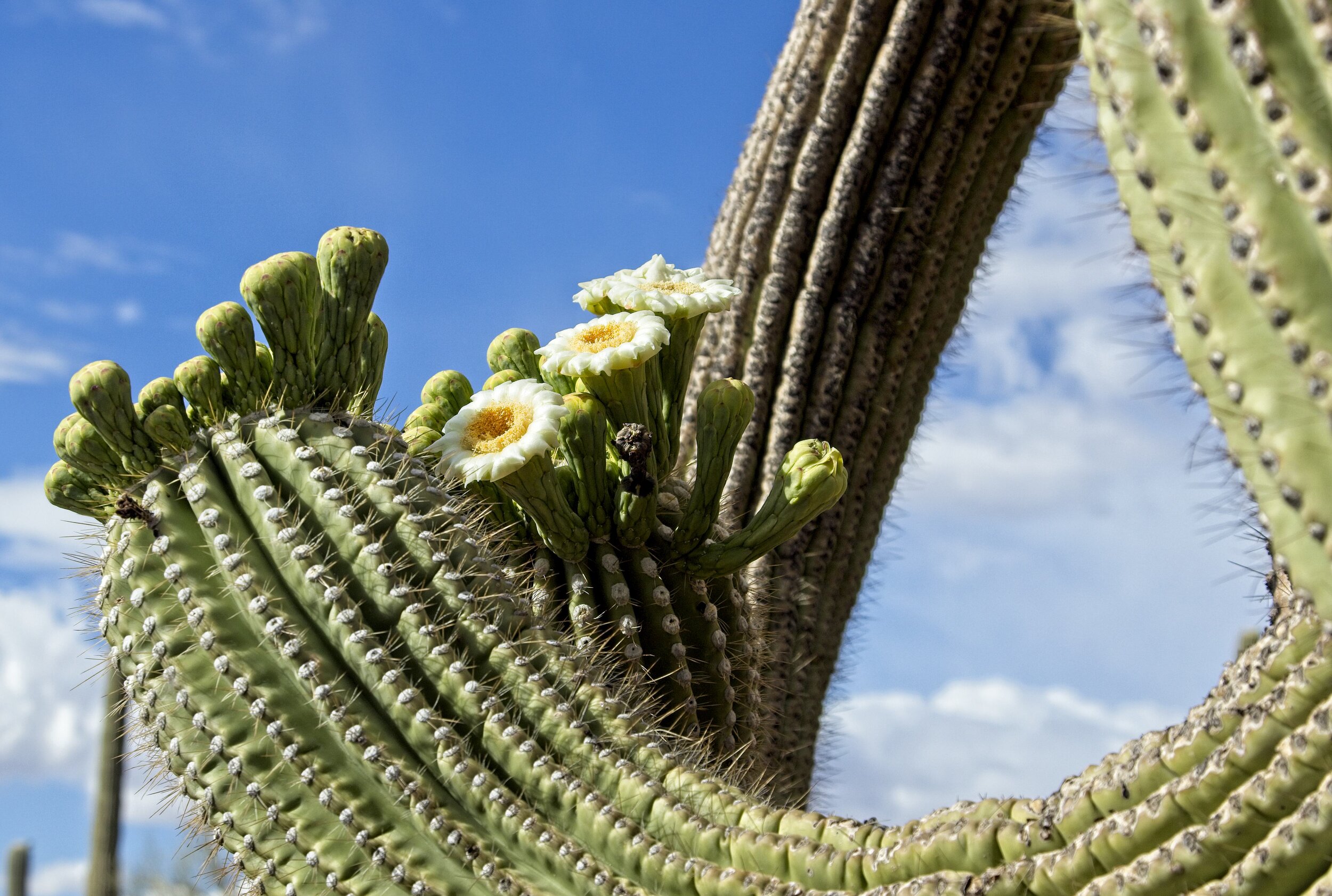 Saguaro Cactus Blooming, Central Arizona, USA