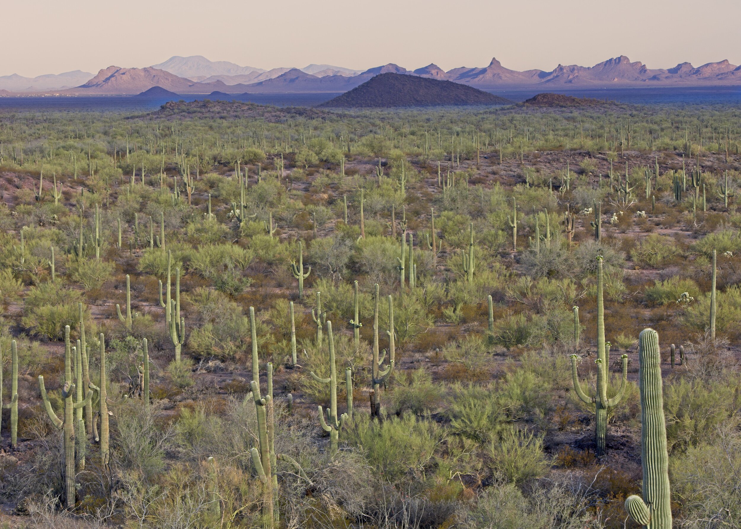 Sonoran Desert Sunrise, Central Arizona, USA