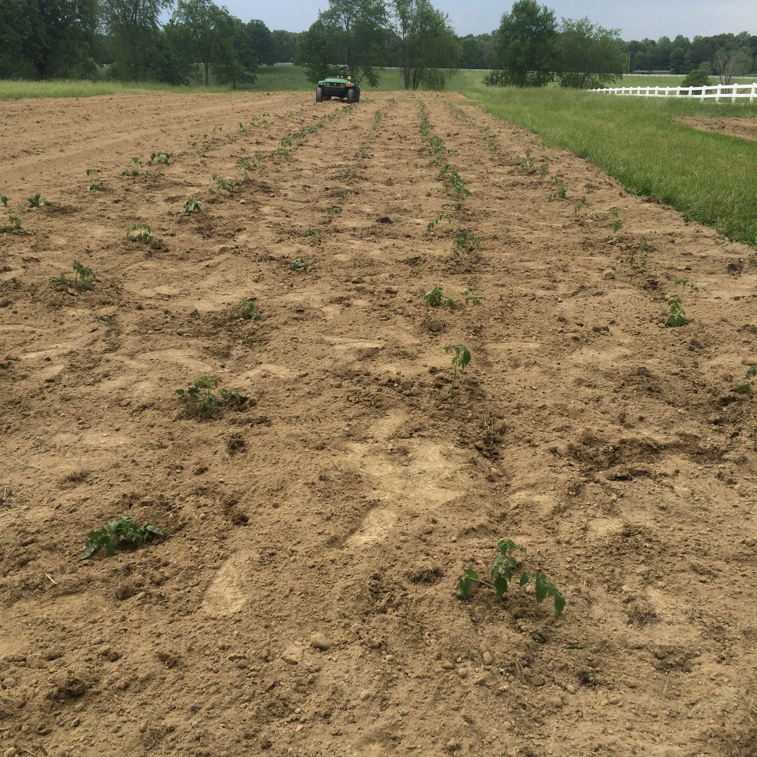 Tomatoes planted!