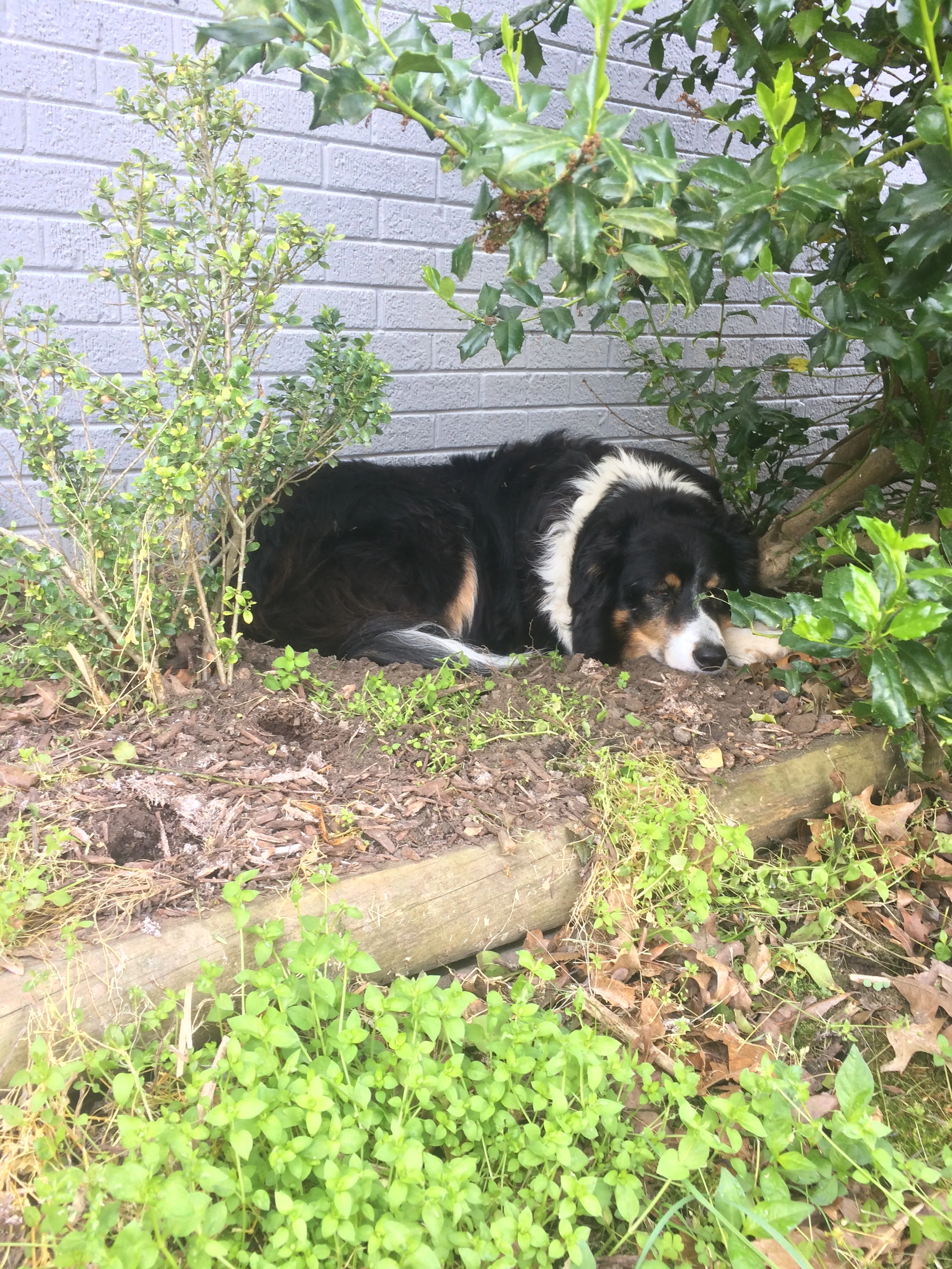 Winnie's shady spot. She dug herself a hole.