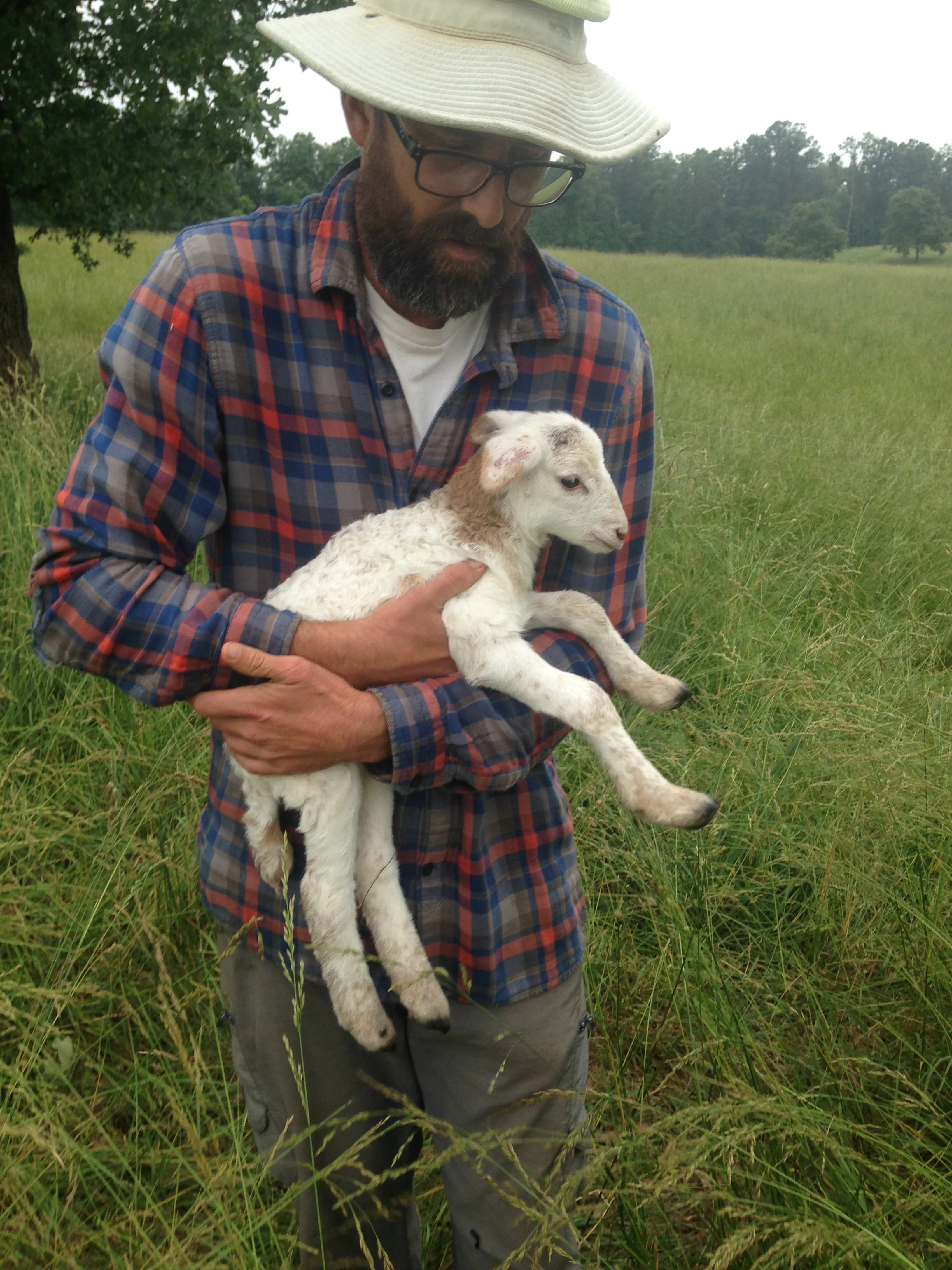 Here's our first lamb. This is right before we tagged her little ear. 