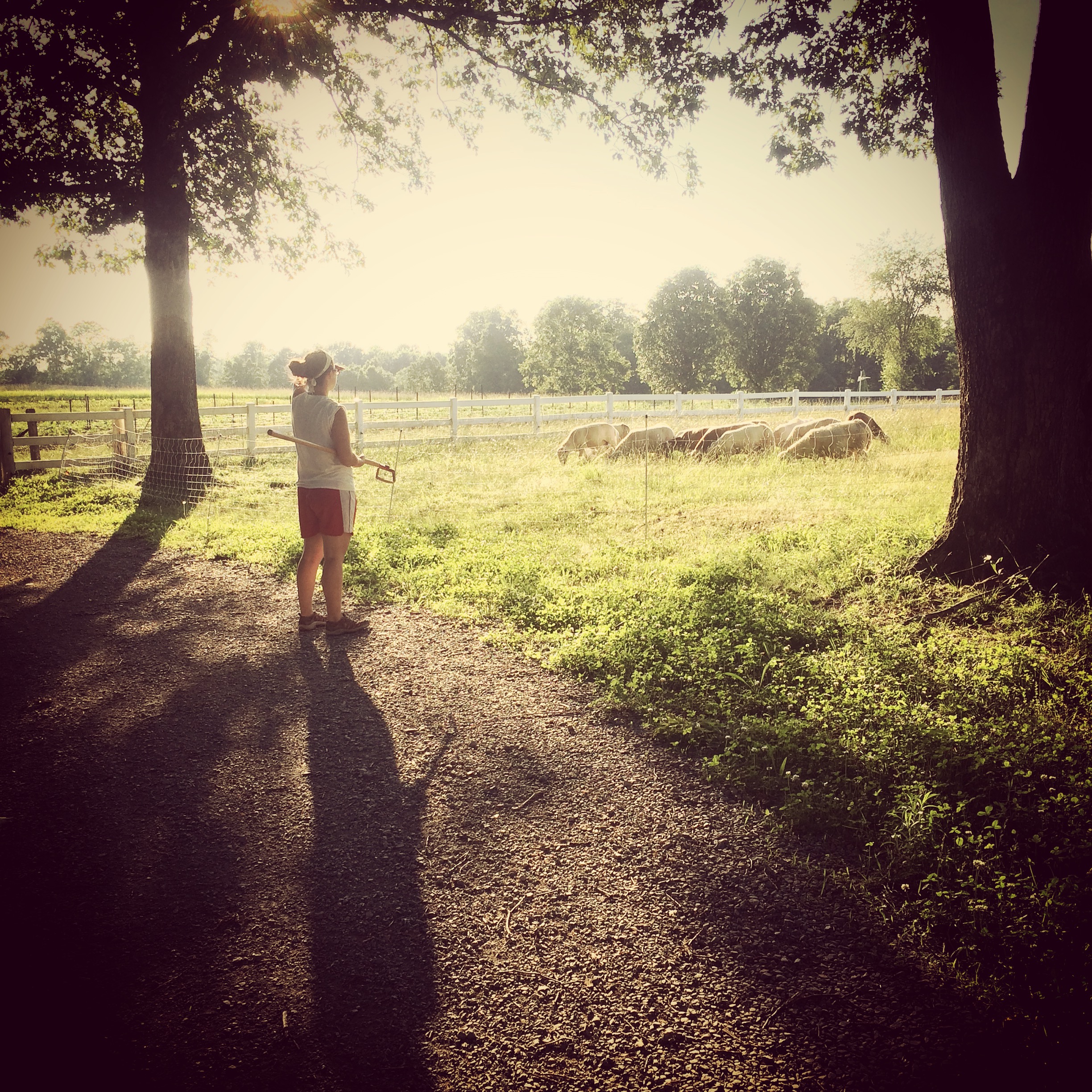 Megan admiring the sheep on our way to how out the cukes and squash! 
