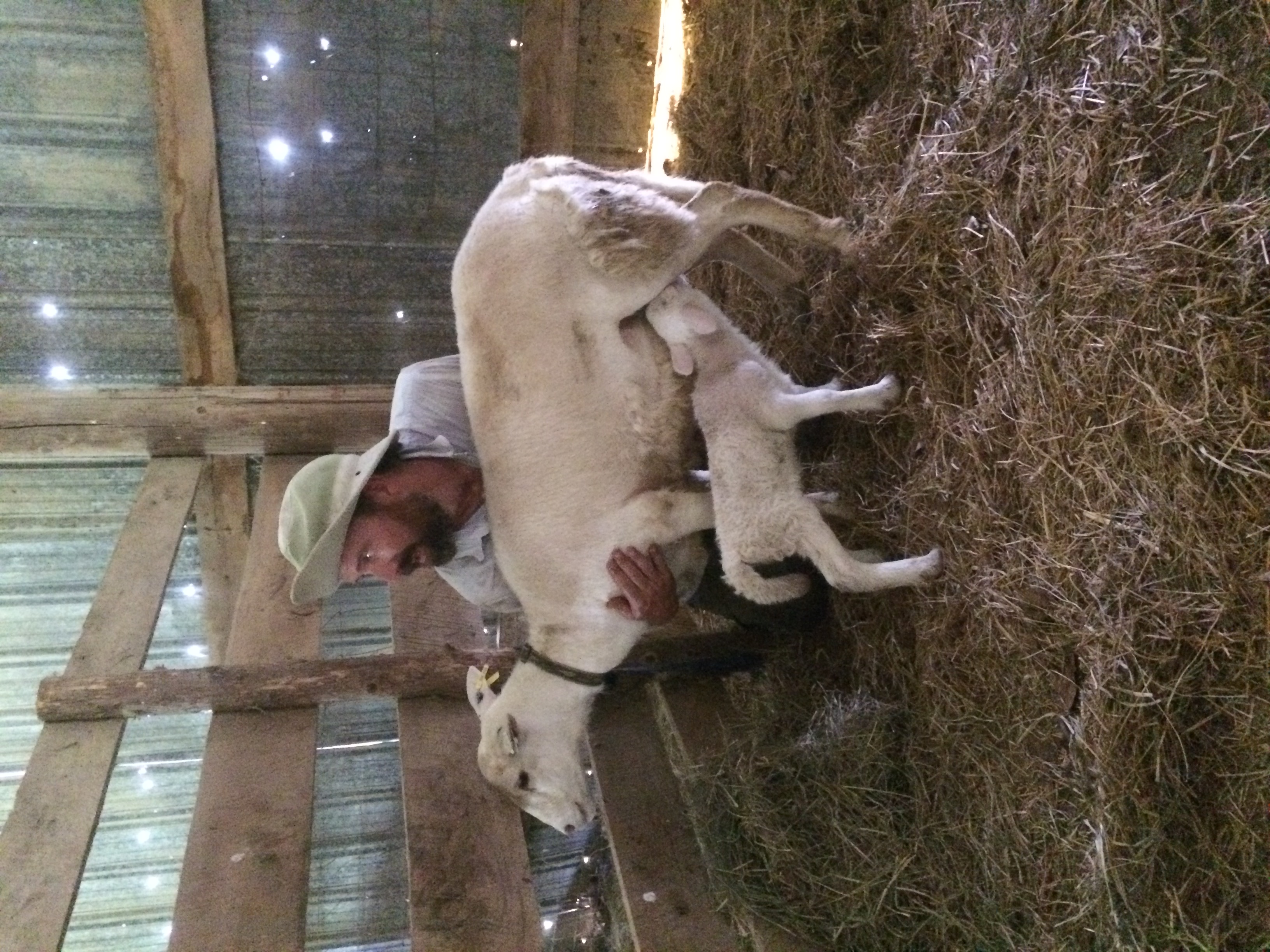 Jesse holding the momma ewe while the ram lamb feeds. 