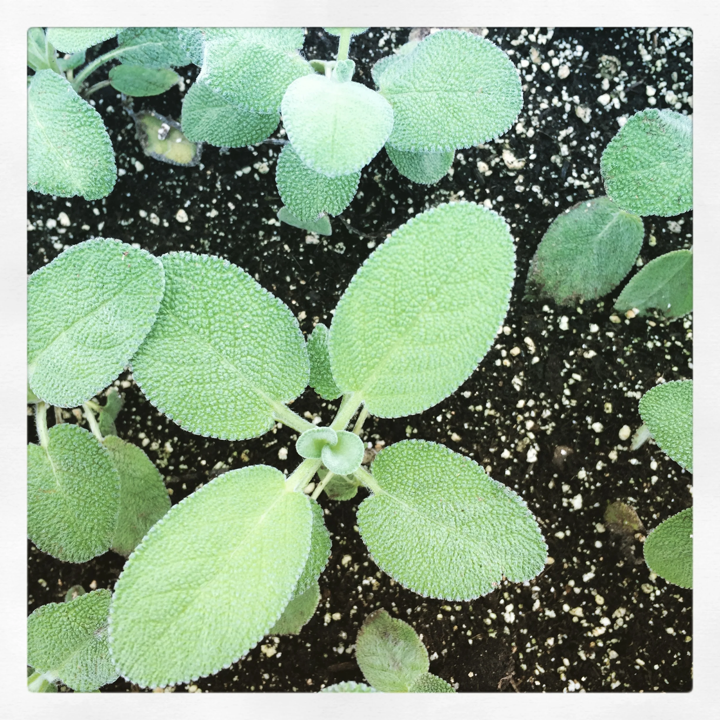 Sage plants for sale this week at the market