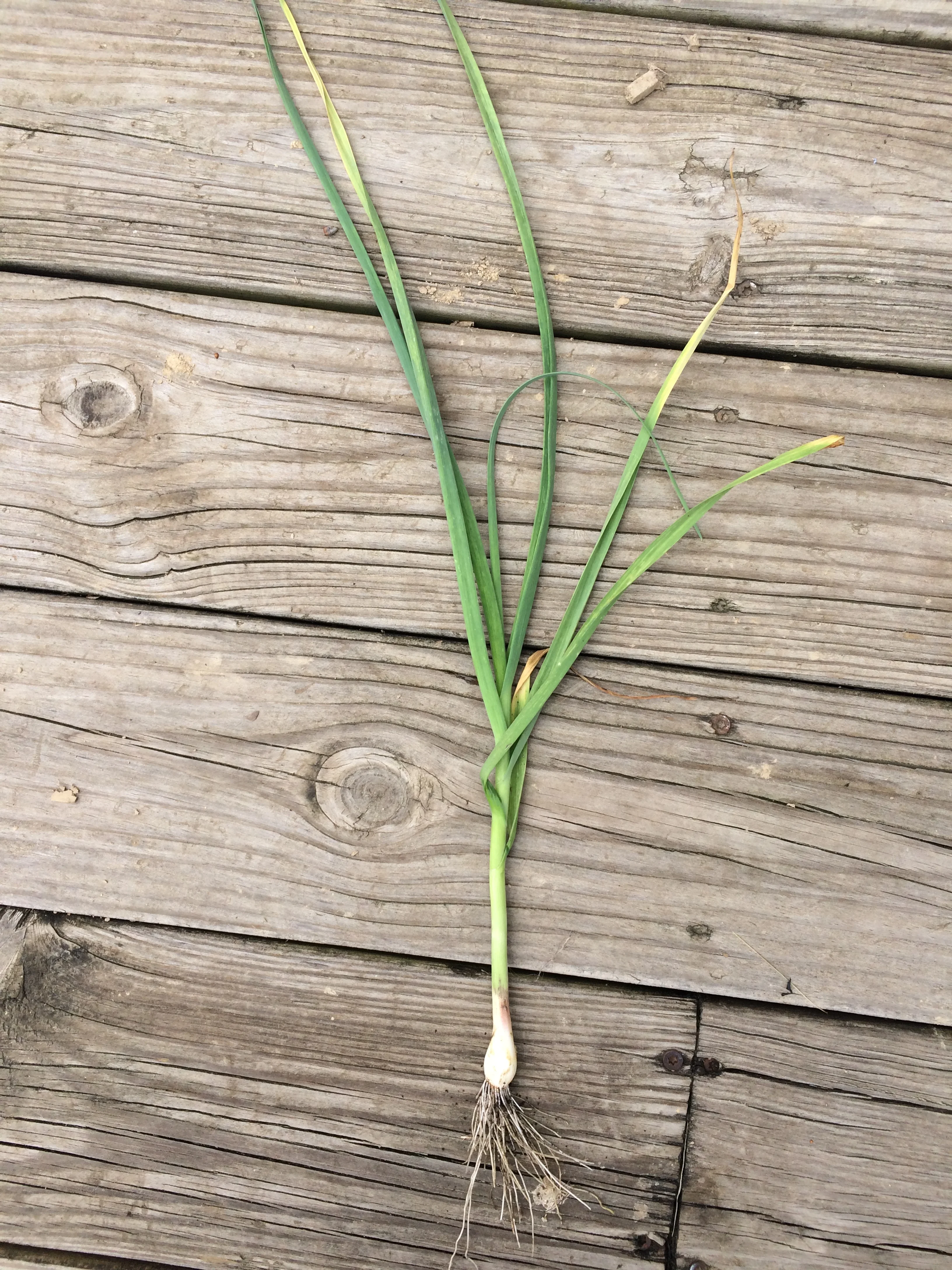 Green Garlic this week at the farmers market