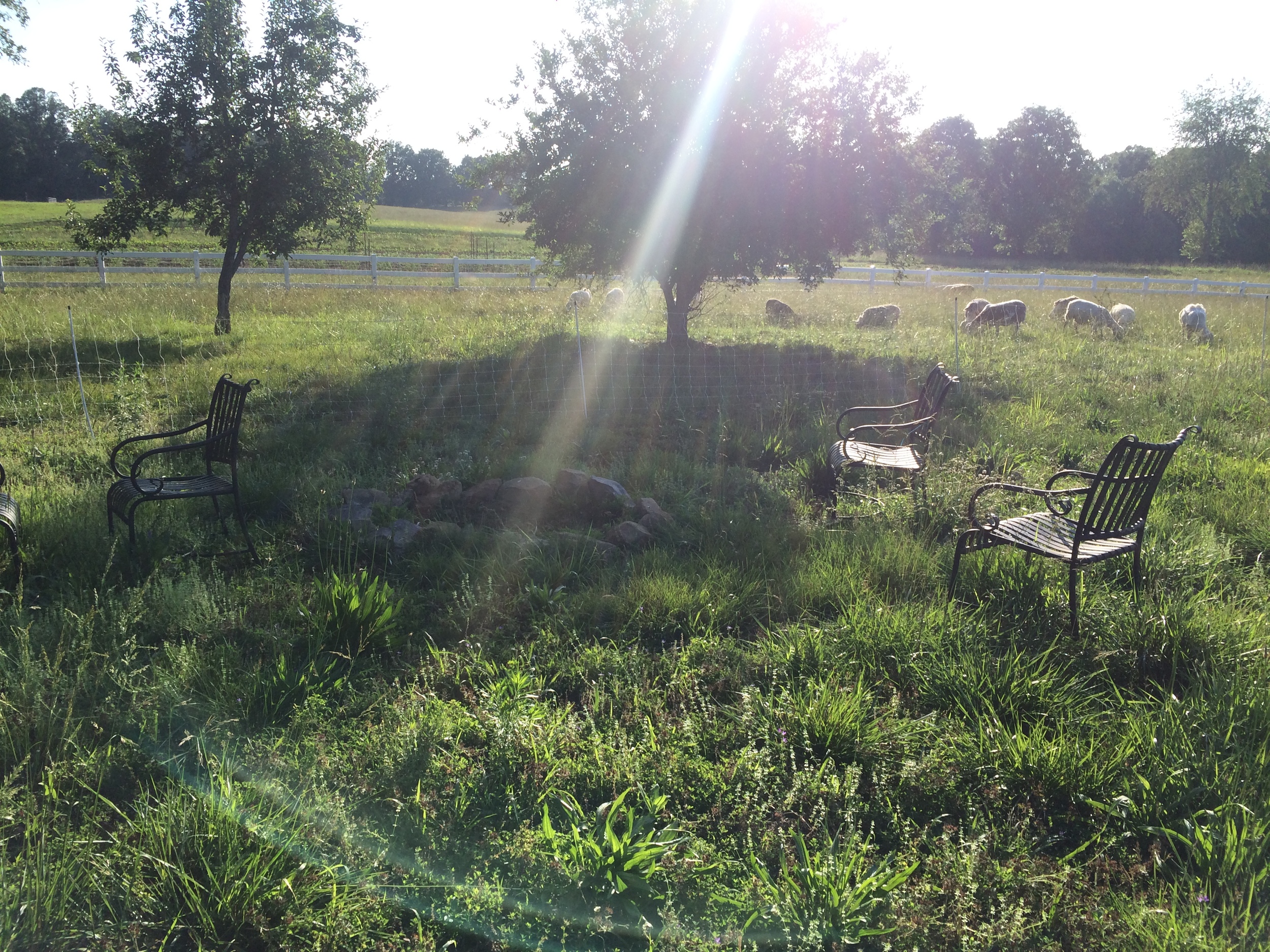 Sheep in the front yard so we have a nice view of the lambs